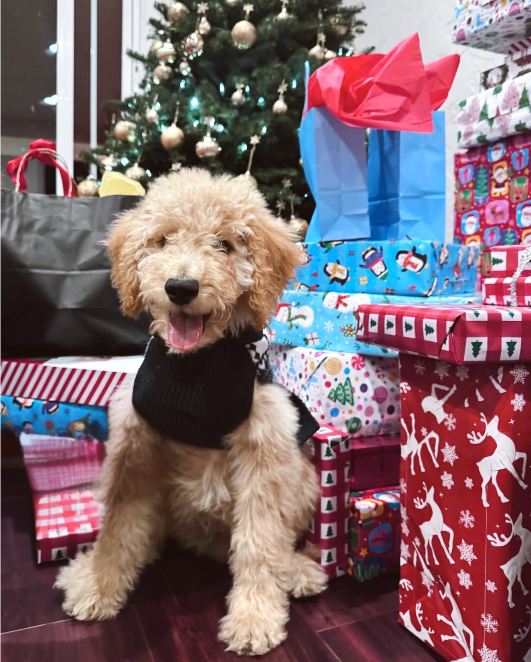 Merry Christmas- from your favorite Spencer and Aunt Vicki 💙