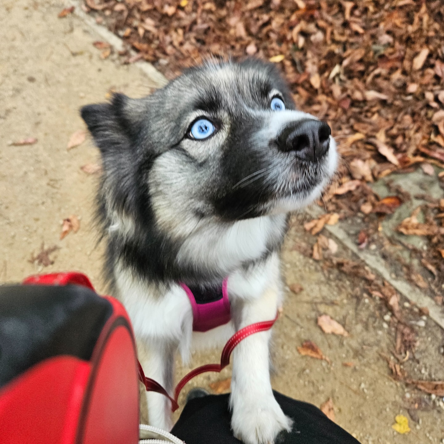 lil GORGEOUS babies 💙
#dogsarethebest #petsitter