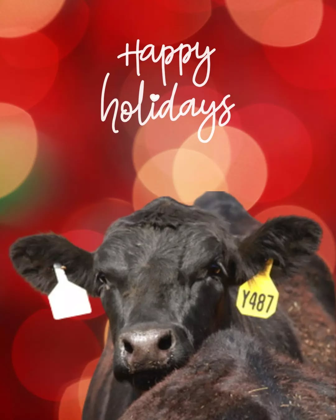 Happy holidays from our Montana ranchers to your table. This season, we’re grateful for the families, meals, and moments that bring us together. Shop Liberty Cattle online and stock the freezer with beef, as part of your family tradition.
..
..
#BetterBeef #MontanaBeef #BeefDelivered #GrillBetter #FarmToDoor #LibertyCattle #LibertyCattlemt