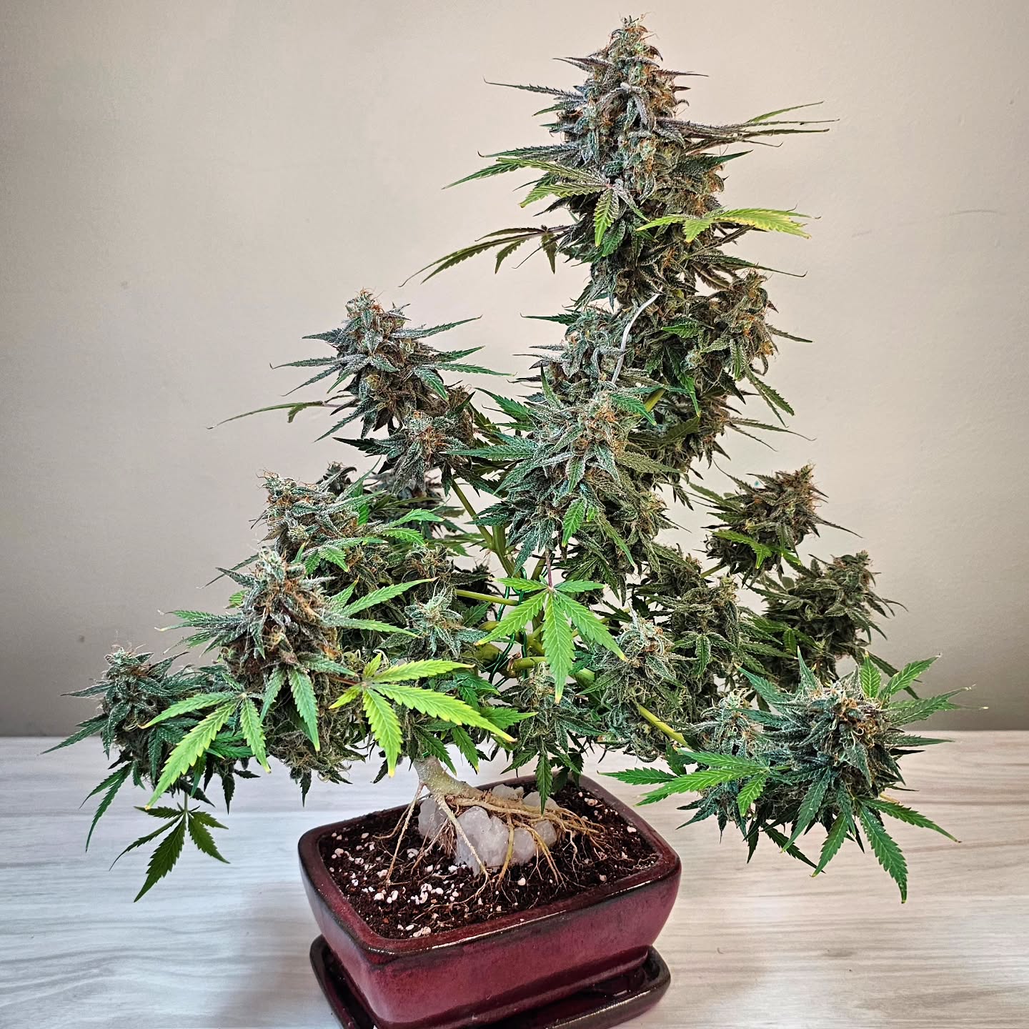 Same plant as the last post, just a different angle. I always aim for strong triangular shapes when I’m shaping, and it’s interesting how those triangles reveal themselves differently depending on where you’re looking from. That’s one of my favorite parts of cannabonsai—turn the plant, and the structure keeps changing, even though nothing actually moved.
Grown with genetics from @_mephistogenetics. Use code cannabonsai at the link in bio for 10% off.