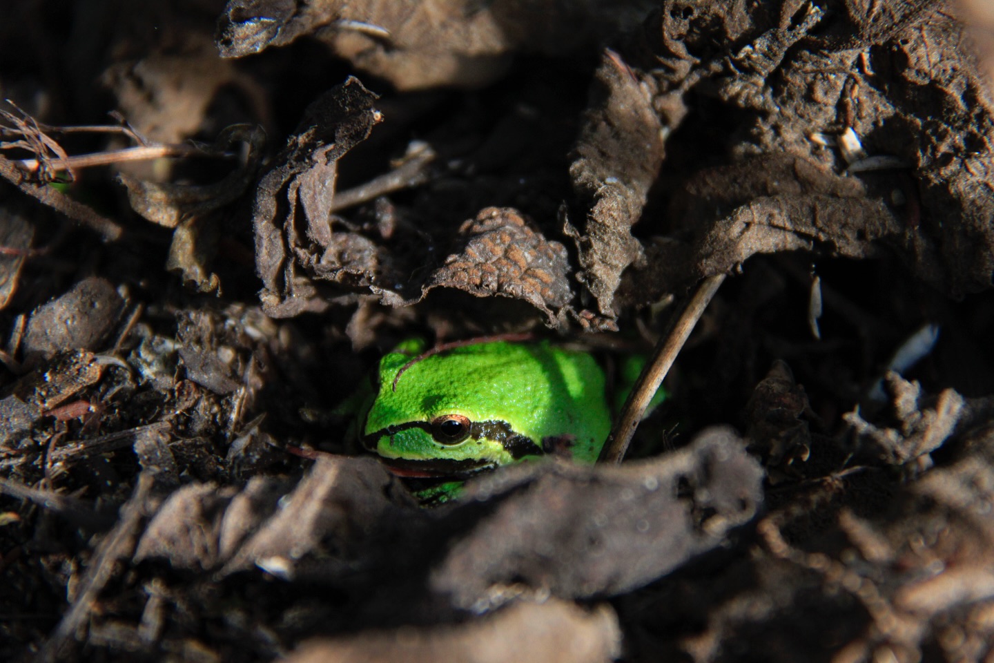 As winter unfolds, rain renews the people, plants, and creatures who depend on the Gardens. We invite you to support our annual winter appeal. Your donation helps keep this natural wonder healthy, resilient, and thriving when it matters most. Each gift makes a meaningful difference, allowing us to care for every important detail and share our love of plants and a vibrant garden ecosystem with all who come to explore.
Make your gift today at www.gardenbythesea.org/winter-appeal (link in bio) and be part of the care, wonder, and renewal that make the Mendocino Coast Botanical Gardens so extraordinary. Thank you for growing this magic with us!
