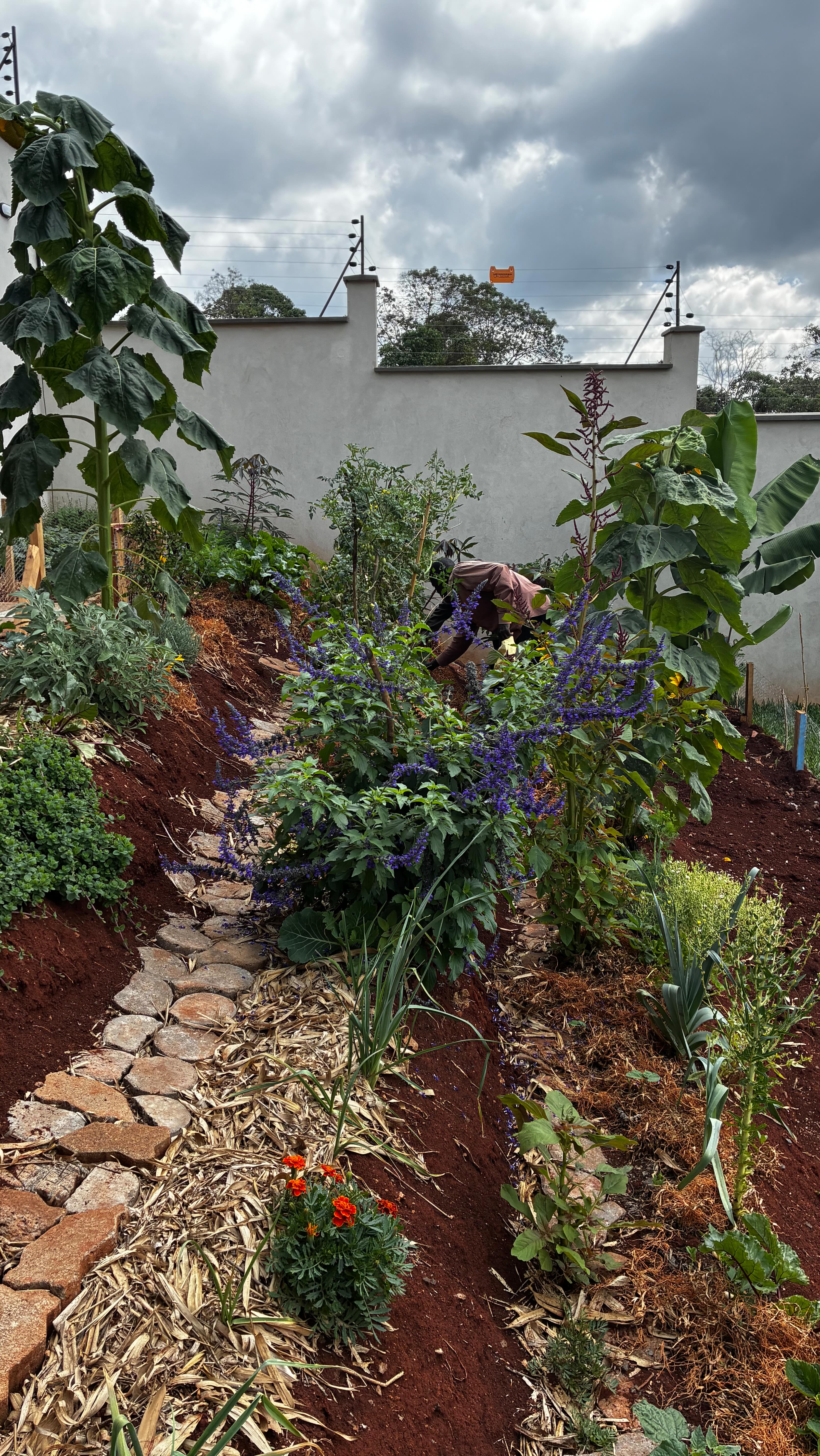 Still so incredible to see how much this landscape has changed in just four months. What was once tired and bare has truly come to life, healthy grasses re-established using our techniques, and a once non functional slope now producing a thriving vegetable patch 🥬🌿💦🪻🌾
Today we walked the site again, coming up with local materials to continue mulching and adding more organic matter, slowly rebuilding and protecting areas of exposed soil and also adding more cover crop. It’s especially rewarding to finally see so many of the plants we put in back in August really taking off this season 🌿🪻💦🐝🌾
We can’t wait to return in the new year as we continue supporting the ongoing care and growth of this space 🐝.
———————————————————————— #permaculture #permaculturedesign #harvestwater #buildsoil #regrowforest #foodforest #goldenhour #growyourown #homegardening #sustainableagriculture #sustainableliving #regenerativeagriculture #permaculturekenya #regenerativefarming #gardening #gardens #homegardens #lawnstogardens #homegardening #permaculturedesignfarm #permaculturegardens #kitchengardens #kitchengardener #landdesign #soilhealthmatters #vegetables #growyourown #organicgardeningmag #pollinators #blooms #companionplanting