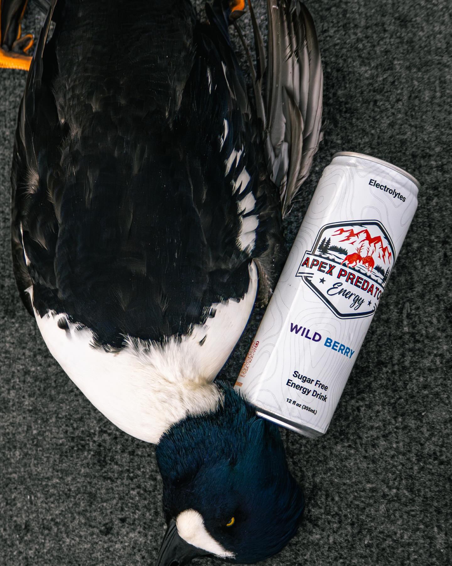 Cold mornings. Hard work. Earned birds.
Fueled from first light to last volley with Apex Predator Energy – Wild Berry.
No sugar. No shortcuts. Just energy built for the hunt.
#apexpredatorenergy #hunt_az #bowhuntingaz #arizonahunting #elkhunting #muledeerhunting #coueswhitetail #bowhunt #hunting #duckhunting #huntinggear #elk #westernhunting #energydrink #robinsonarchery #rossoutdoors #bullbasinarchery