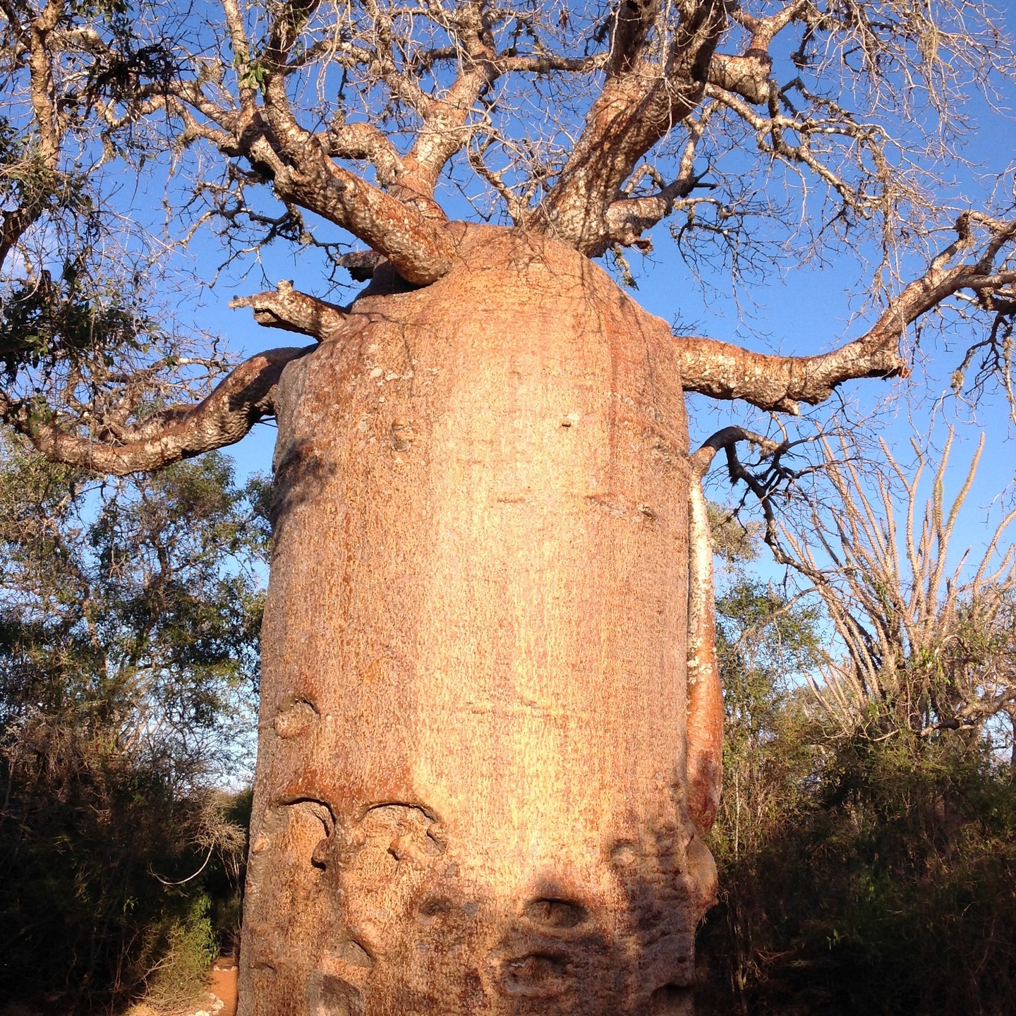 We are an Inbound Tour Operator based in Madagascar. Established in 2005 to provide you with full-fledged travel experiences. Explore Madagascar with us, your ultimate travel companion.
🌺 We specialize in personalized travel itineraries, catering to diverse interests and budgets.
Let us take the hassle out of planning your dream vacation!
_
#cieldelilerouge #travel_drops #landscapestyles #madagascar #ifaty #toliara #indianocean #áfrica #womentravel #womentravellers #womenbusiness #womenbusinessowners #instatrip