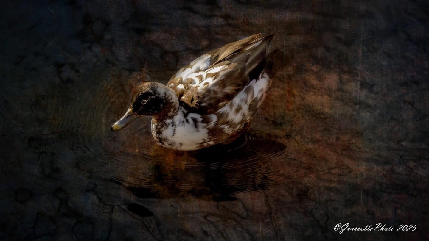 “Speckles” of Horn Pond, WoburnMA