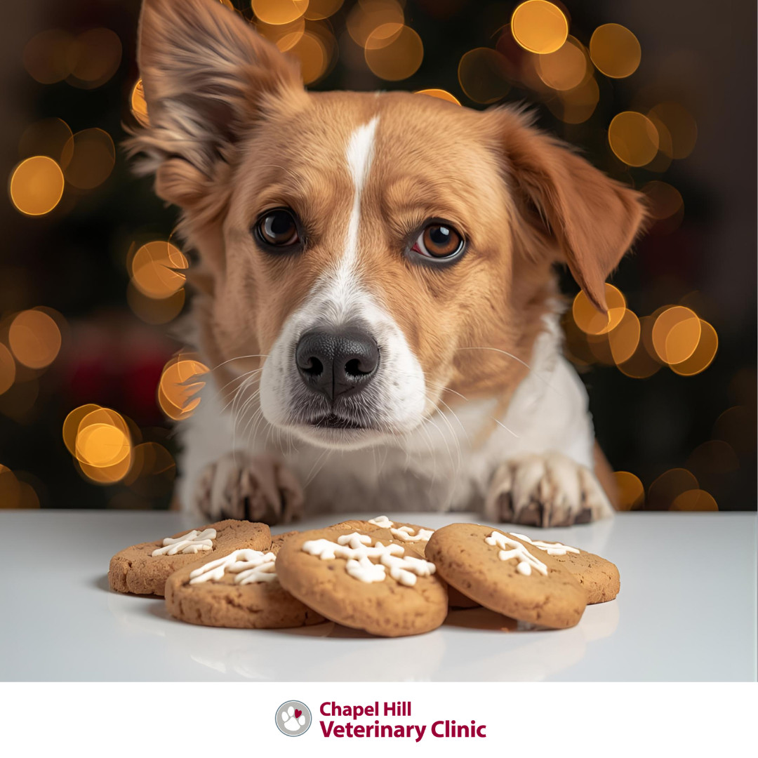 🎁🐾 Holiday treats are tasty for us… but not always safe for pets! Keep festive sweets, rich foods, and table leftovers out of reach.
Stick to pet-safe snacks only. ❤️✨