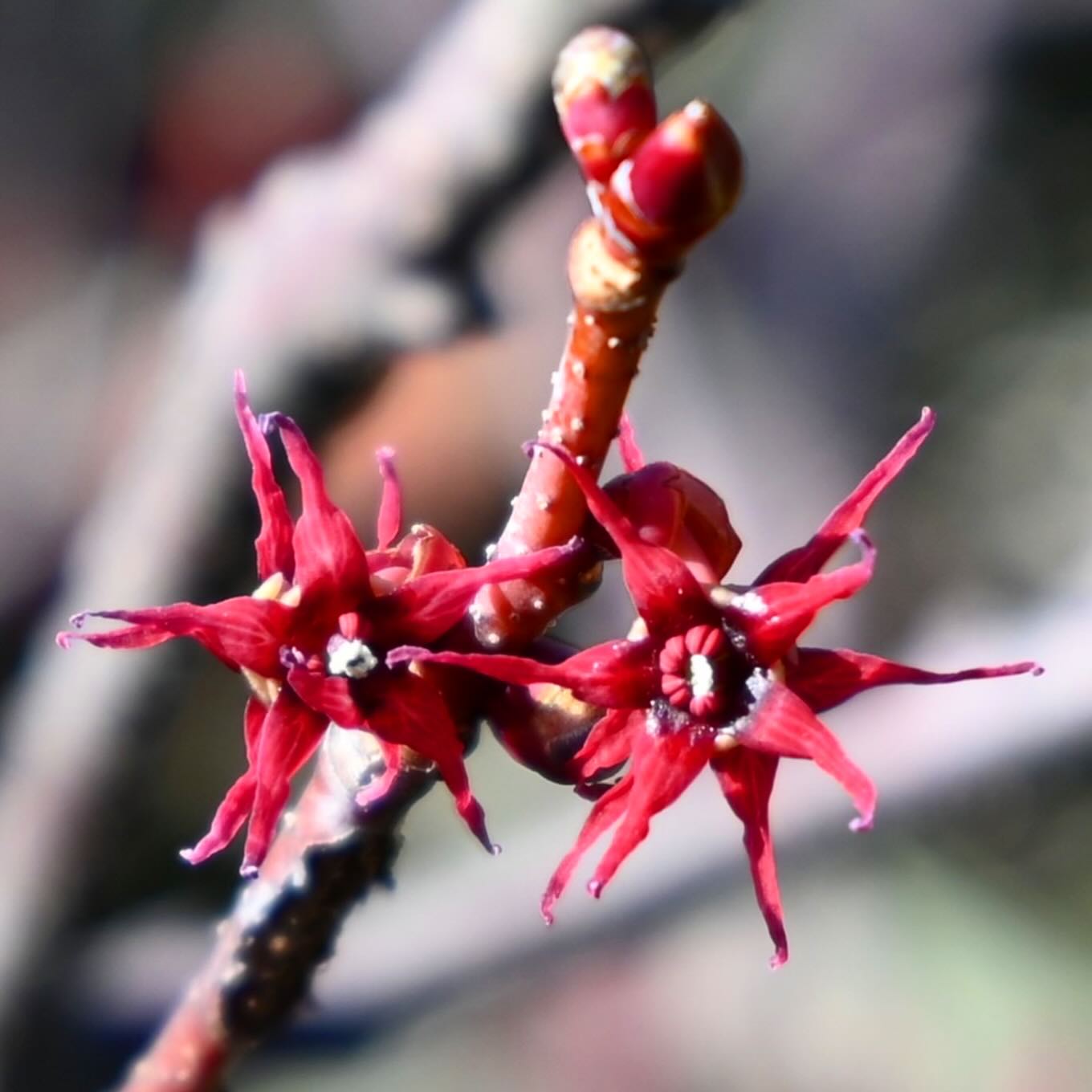 今年もマルバノキの不思議な星形の花が咲きました🌸成長が遅いので剪定の手間が少なくて助かります🍂The Redbud hazel's mysterious flowers bloomed again this year! 🌸I never tire of looking at them!🍂Winter has begun.
#秋 #庭 #redbud #garden #西東京市