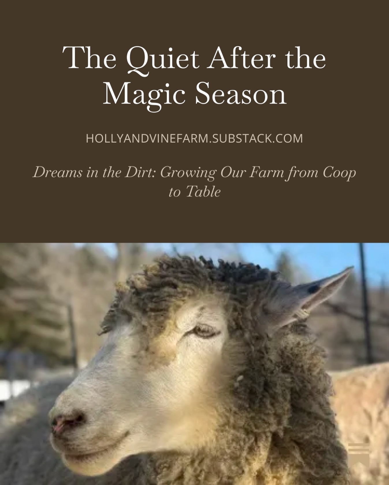 We are grateful and thankful, to all of you for your support in 2025. We can't wait to see what 2026 brings
#smallfarm #magicofchristmas #substack