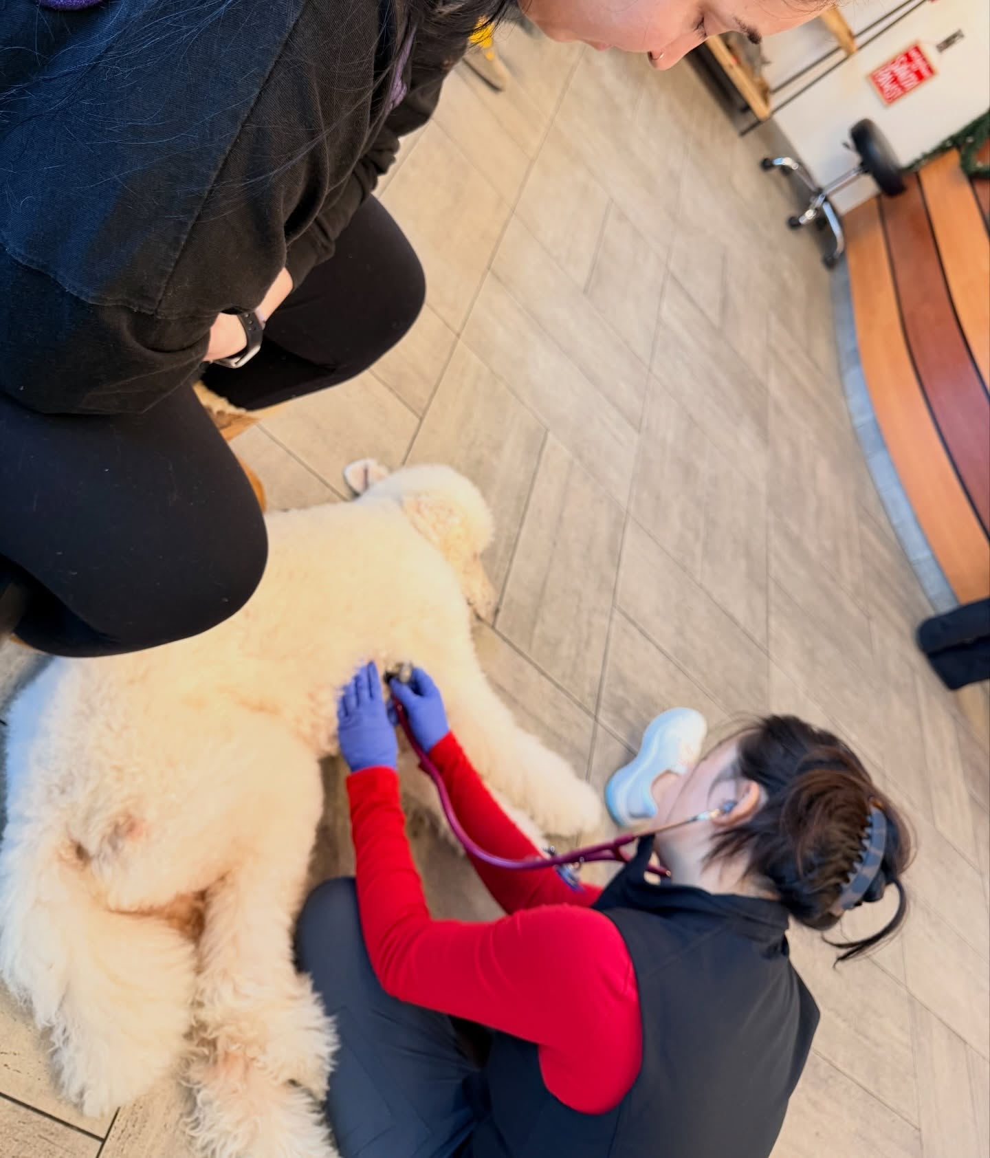 Our sweet Standard Poodle, Zeus, isn’t feeling well today and is at urgent care. We’d appreciate all the good thoughts and prayers as we wait for answers. He’s such a strong, gentle boy and so loved. 💙🐾