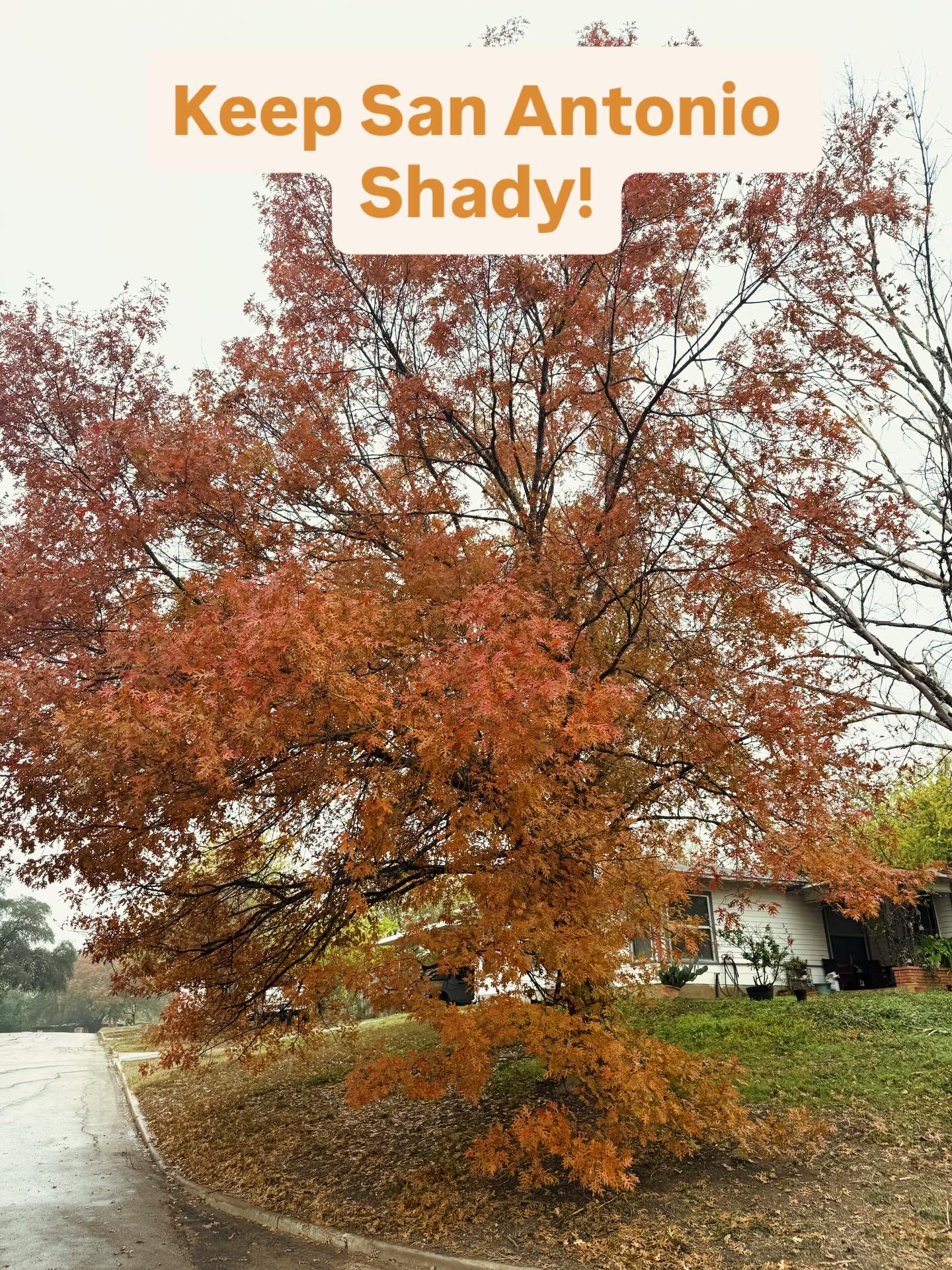 🌳 Planting Red Oaks: A Gift for the Future 🍂
Red oaks are strong, long-lived trees that reward patience with beauty, shade, and wildlife habitat. Plant them in full sun with plenty of space to grow, in well-drained soil. Fall or early spring is ideal, giving roots time to establish before heat sets in. Water deeply during the first few years!
Plant a red oak today, and you’re planting shade for generations. 🌱
#RedOak #TreePlanting #NativeTrees #PlantForTheFuture #TLC