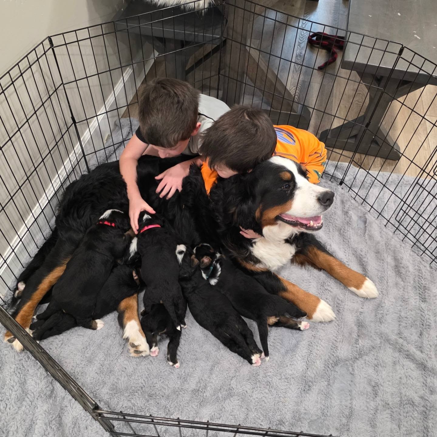 Rosie is such a good mama and such a great family dog. These puppies are always being held and loved on by these 2 boys!
#berneseofinstagram #berner #bernesemountaindog #bernesepuppy #bernesemountaindoglove