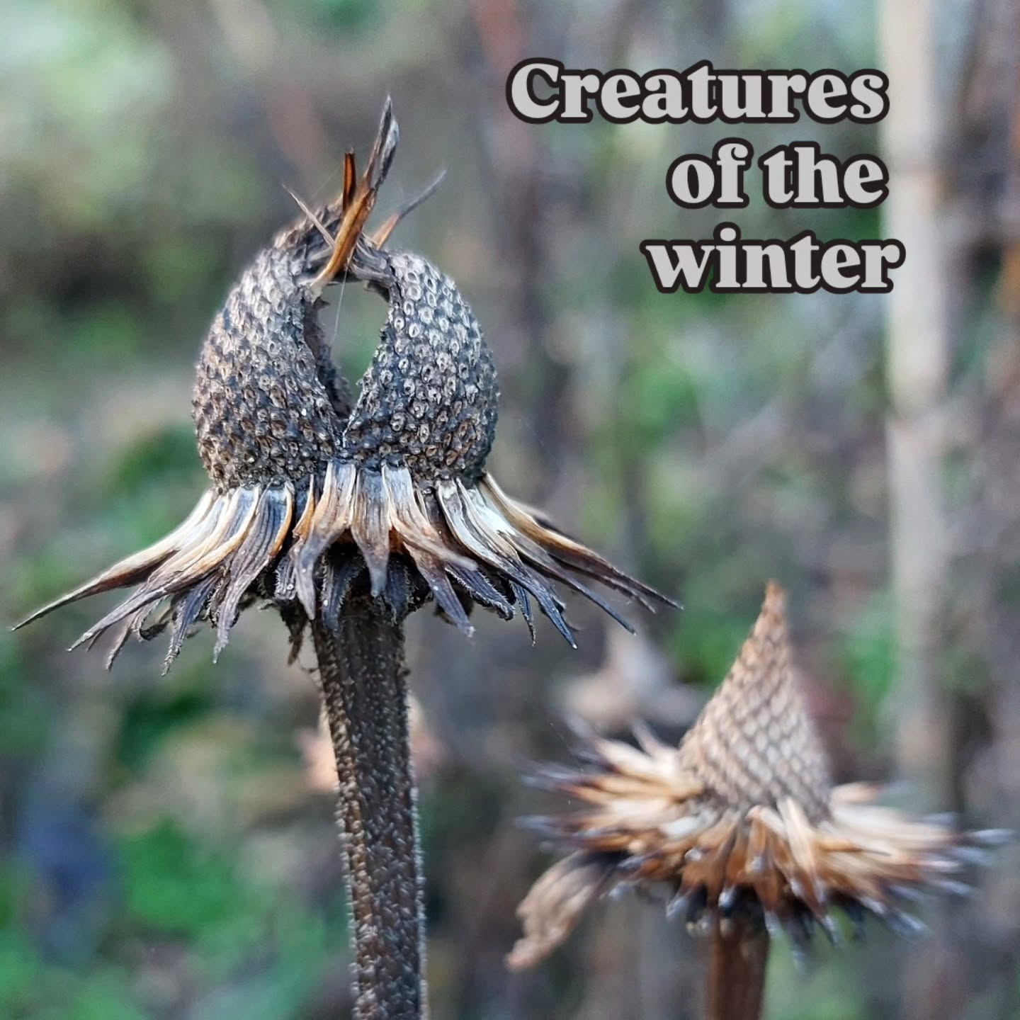 Grau, nebelig, kalt.... aber hast du diese wunderschönen Formen des Winters bemerkt!?
🤩 faszinierend unterschiedlich.
Und auch die Formen miteinander.
Wow.
Hier sind es die Überbleibsel des Sonnenhutes. Echinacea.
Warum das Stehenlassen der verblühten Pflanzen nicht nur der Natur was bringen kann... ist jetzt hoffentlich klar!
Ich möchte auf diese Anblicke nicht verzichten!
#pflanzentanzen
#pflanzebegegnungen #verenas_pflanzentanz
#Wintergarten #gartenimwinter #winterformen
#garteninwien #wienerwildnis #wienerstadtnatur #wienergarten #urbangardeningvienna #schönheitdernatur #schönheitimdetail #pflanzenformen #echinacea #sonnenhutblüte