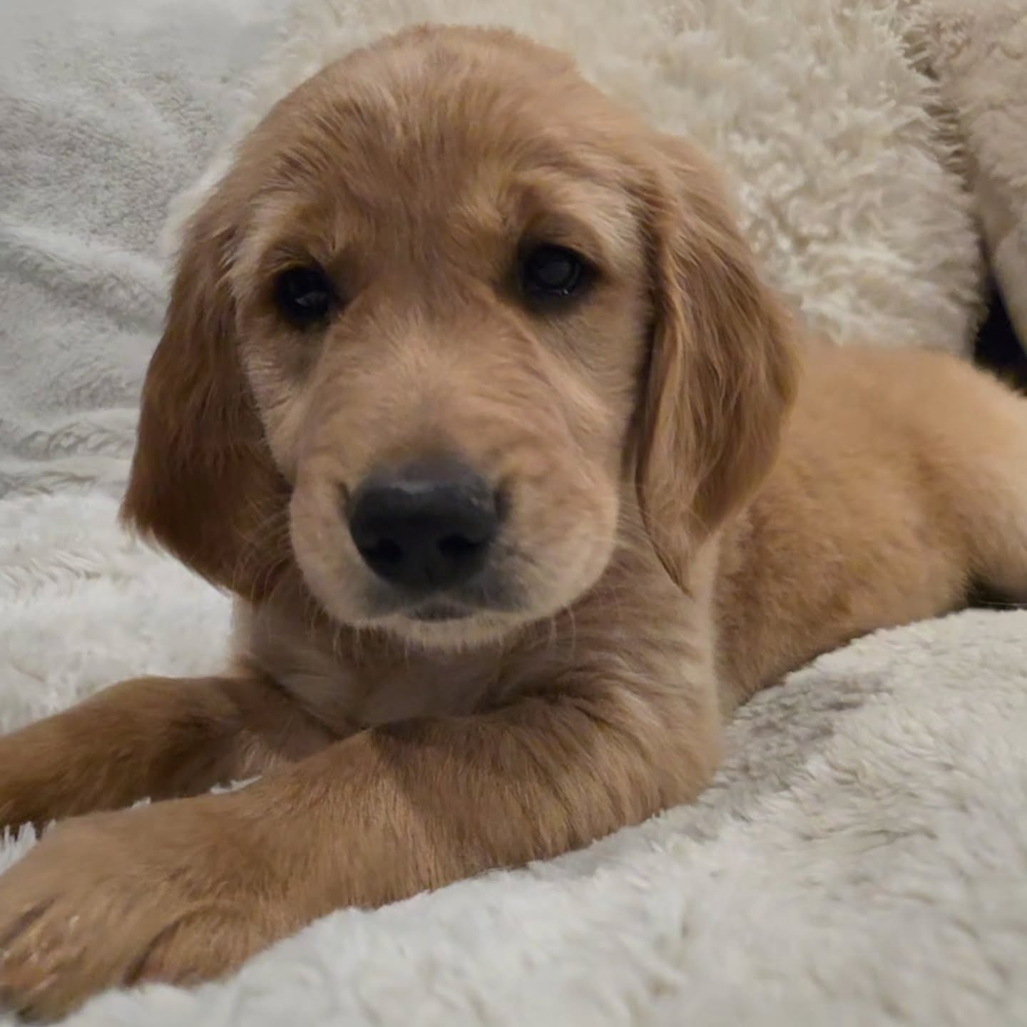 Luna's Orange collar Girl. So sweet, enjoying some one on one time.