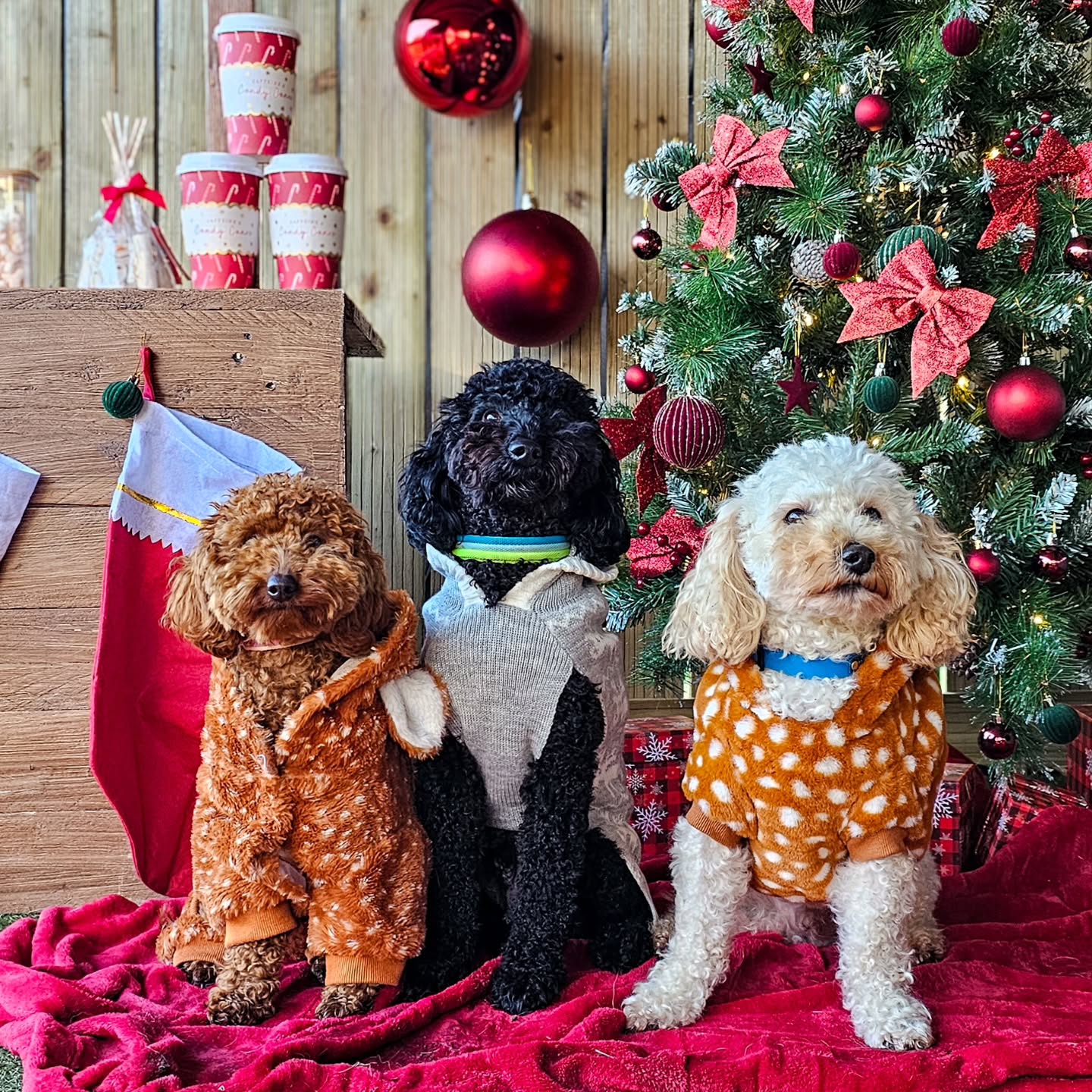 So that concludes our week of celebrations! We have had such fun seeing everyone's jumpers, thank you to all those who have taken part. And thank you to Chewie's mum for the beautiful handmade decorations 🎄
We have a couple of days left, but we wanted to thank you for all the generous gifts we have received, we have been spoilt! Merry Christmas for those who have finished 🎄