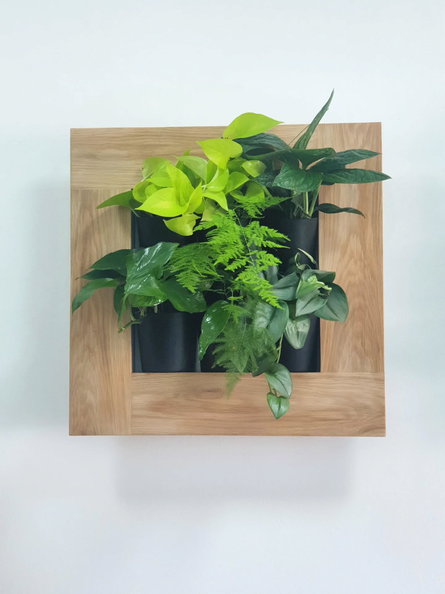 Eoshop môžete navštíviť aj osobne, a sami si vybrať svoj originálny živý obraz 🍃💙.
~
Popradská 84, v Košiciach pri NTC.
Zavolajte nám prosím pred návštevou 📲0911242003.
#ziveobrazy #zelenydizajn #zelenastena #eo