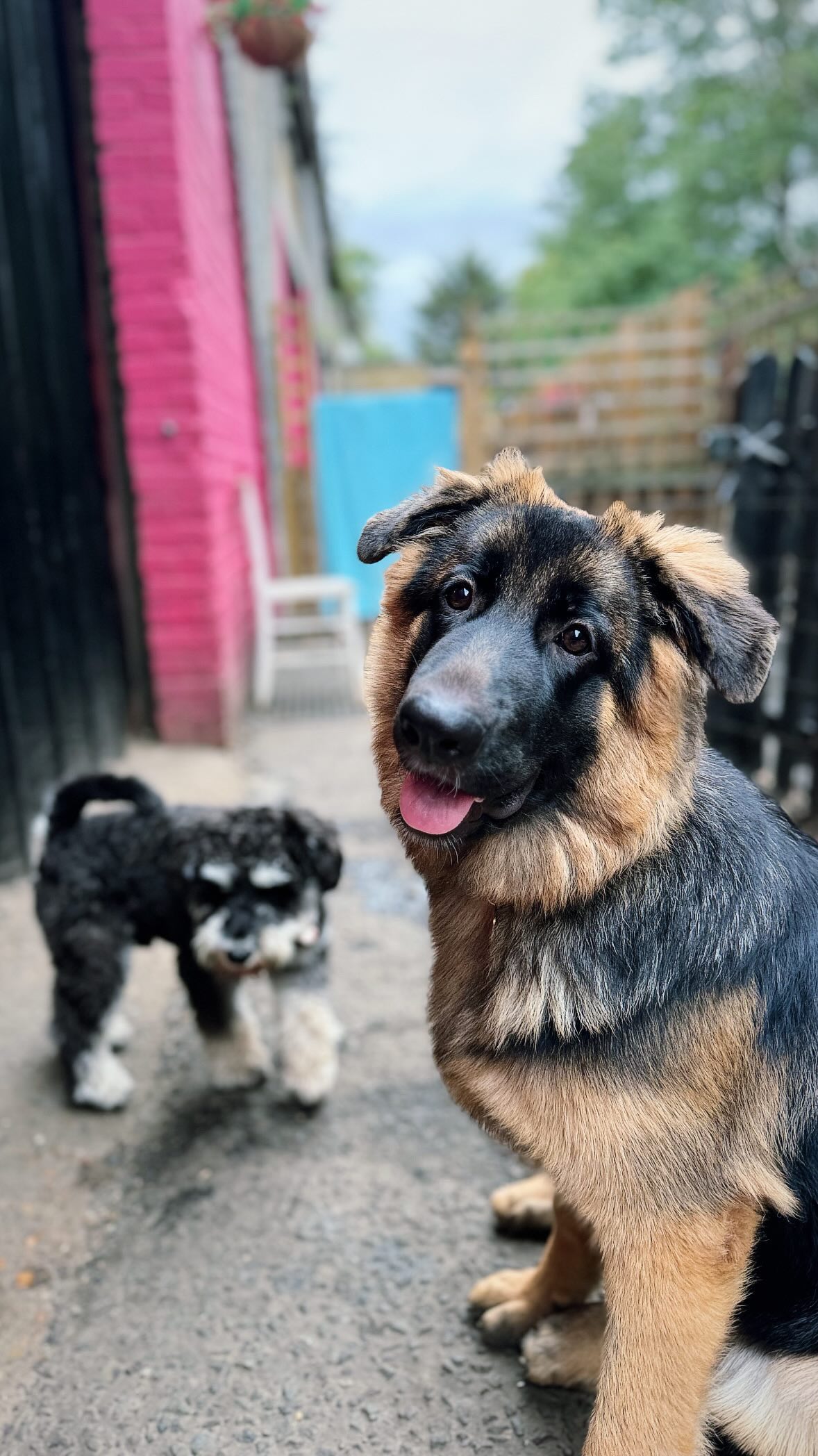 Special Christmas delivery from @butternutbox ! Were SHOCKED we didn’t lose a staff member in the making of this reel, the treats are a massive hit with the pups!
We’ll be gifting one bag each day to one of our pups who win our daily advent calendar raffle.✨
#butternutbox #pawsandpaws #treats #positivereinforcementtraining #dogdaycare