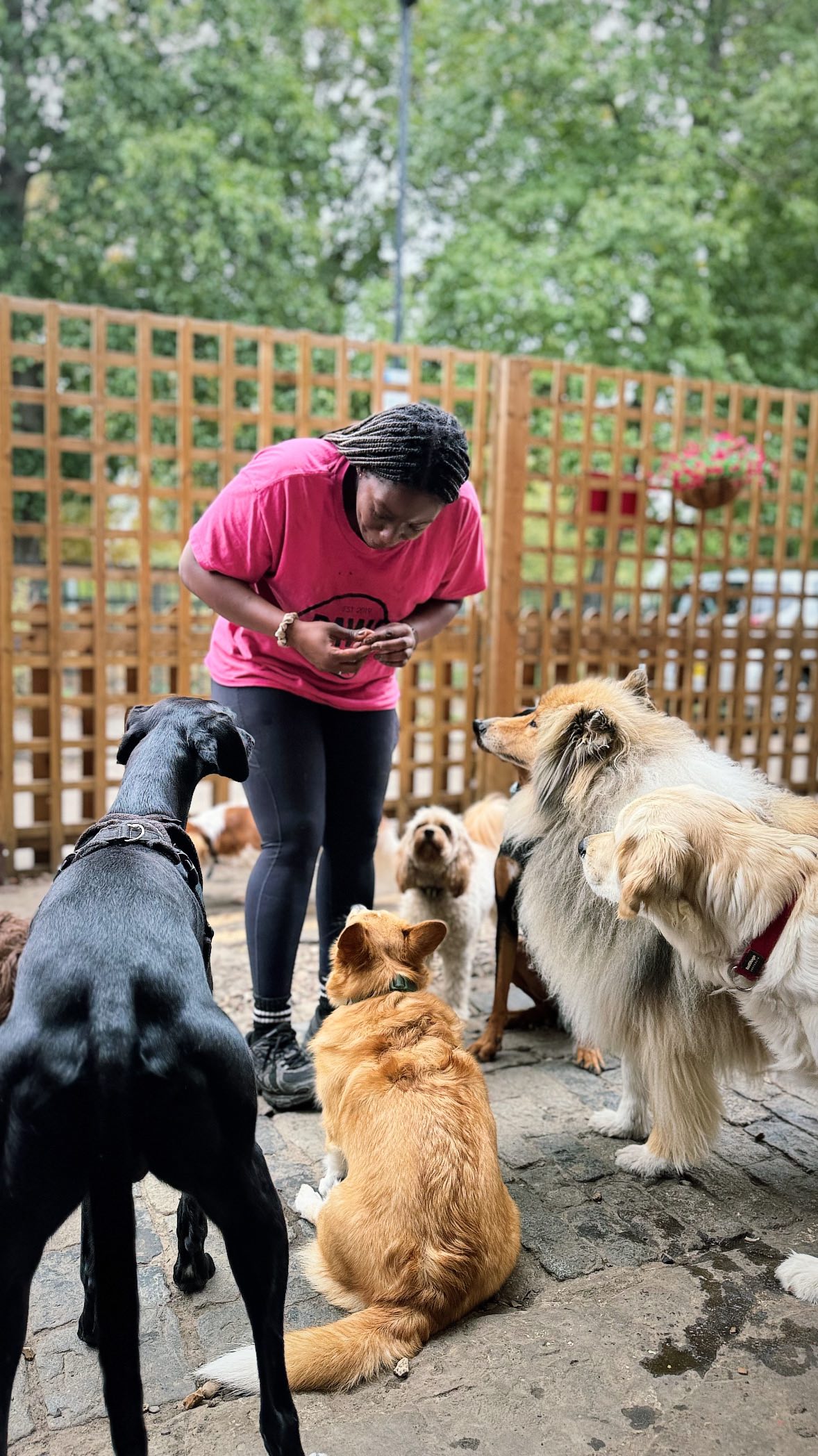 Saytou & Dido 🖤💕the bond between these two is something special ✨
#doggydaycare
#doglove
#staffordshirebullterrierpuppy
#humananddog
#staffy