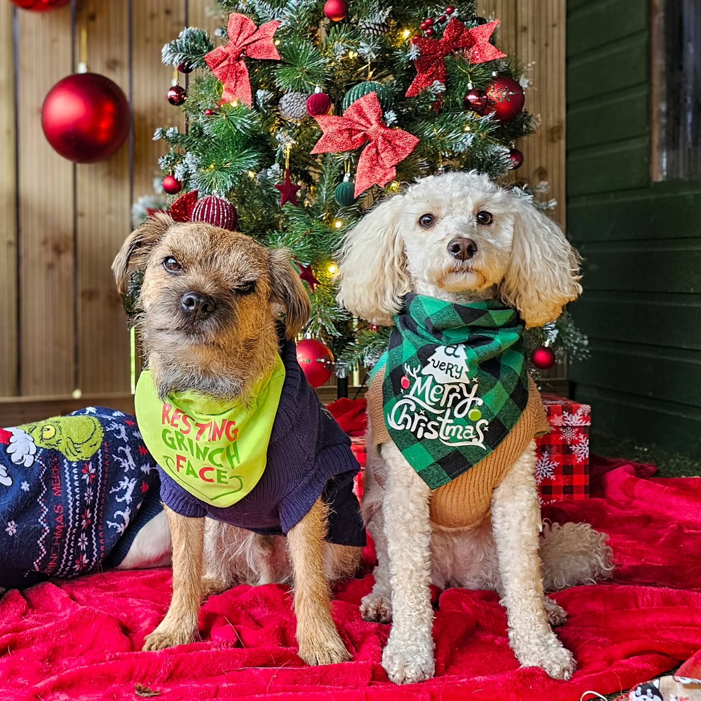 Wednesday's group want to wish you a Merry Grinchmas 🤭🎄
#grinchmas #doggydaycareuk #dogjumpers