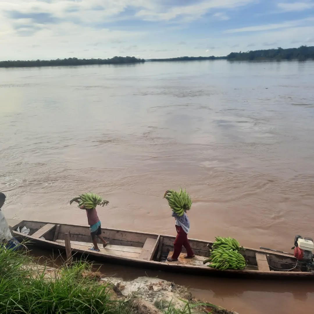 Los plátanos están llegando desde las comunidades de San Isabelle , de San Sebastian, Puerto Victoria.También es la temporada de piñas en la zona. Y viene el caimito, y el humari. En Villa wasi ahora tenemos muchos limones verdes 🍈