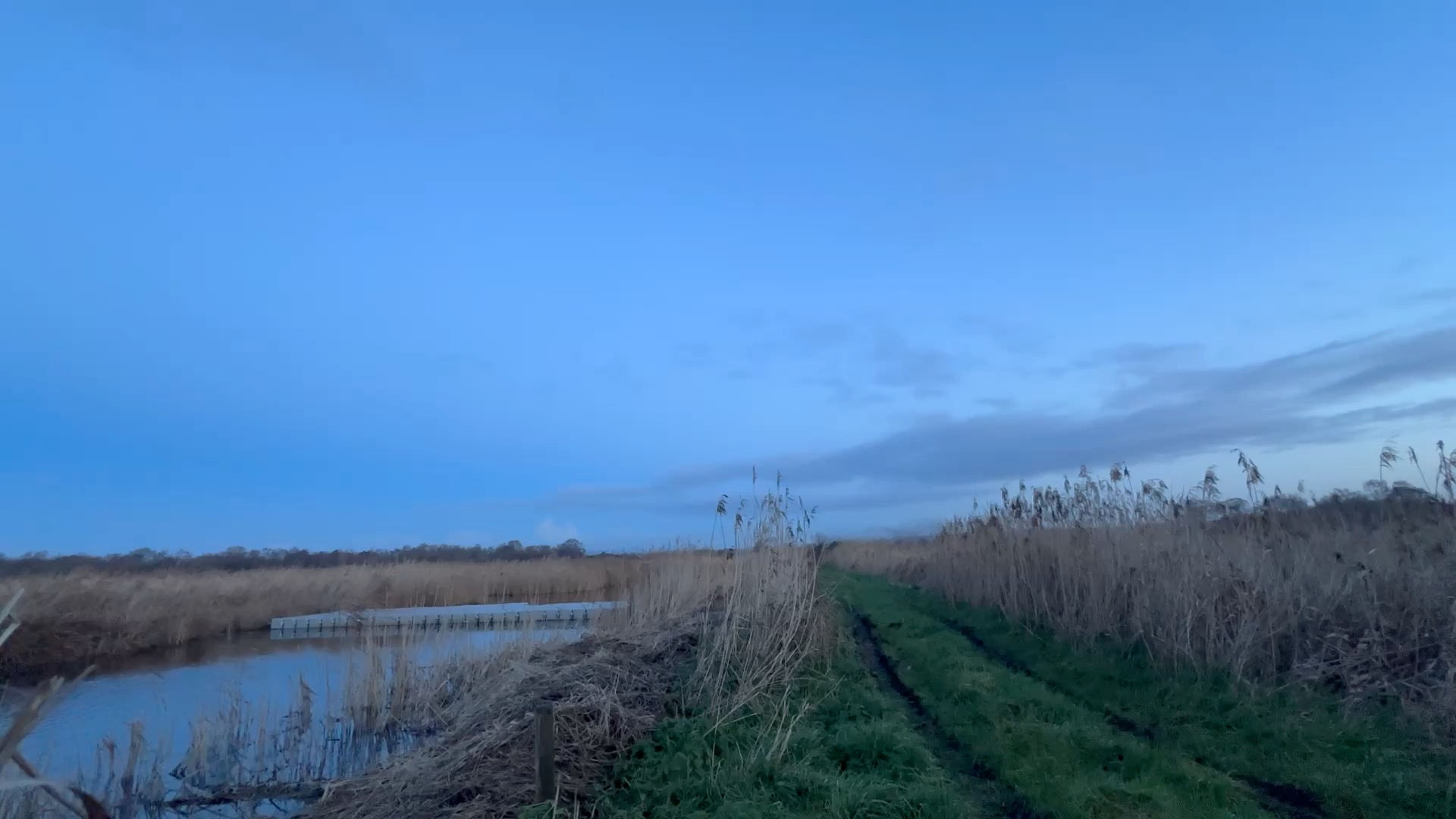 Back to #rspb ham Wall #starling morning lift off to try again with the old camera - left the phone running to record the event too - overhead today!