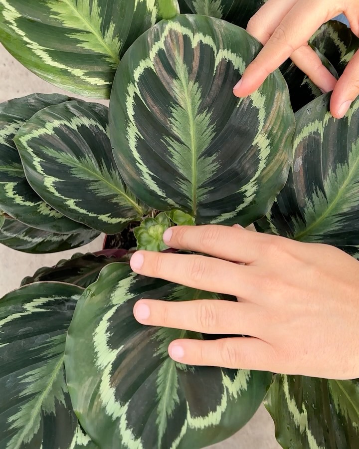 Pouca gente sabe, mas a Calathea também floresce!
E quando isso acontece, é um sinal claro de que a planta está feliz e bem cuidada.
Para ela se desenvolver bonita assim, alguns cuidados fazem toda a diferença:
🌤️ Prefira luz indireta, o sol direto pode queimar as folhas.
💦 Ela ama umidade, então ambientes mais úmidos são ideais.
🍃 Quanto mais conforto, mais saúde e até flores podem aparecer.
Já viu a flor da Calathea de perto?
Conta pra gente nos comentários 👇
#calatheas #calathea #maranta #flor #flores