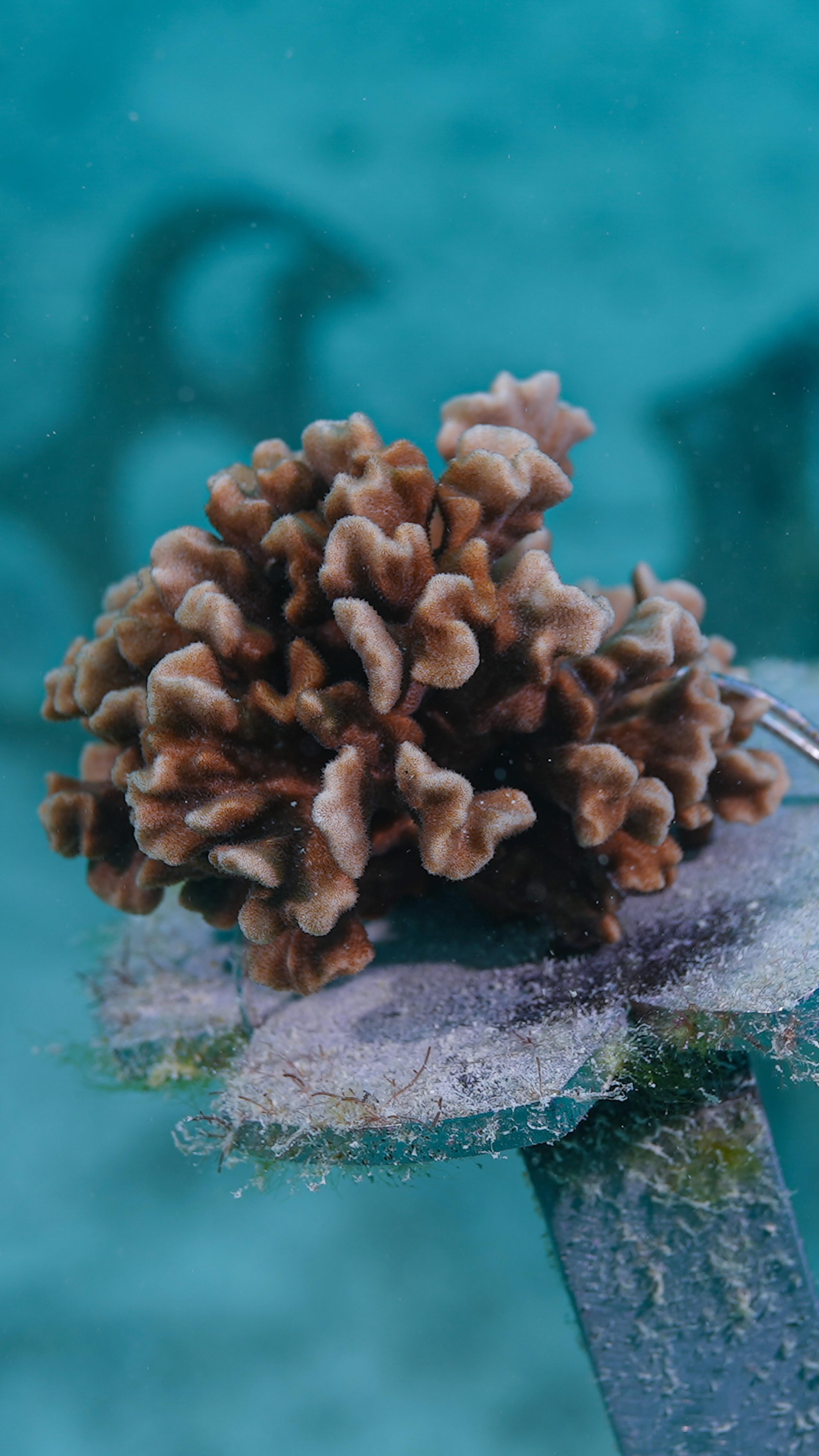 Be part of the solution, and join us for our year-end restoration drive. Help fuel our work for 2026. 🪸
Secondary Nursery @vomoislandfiji