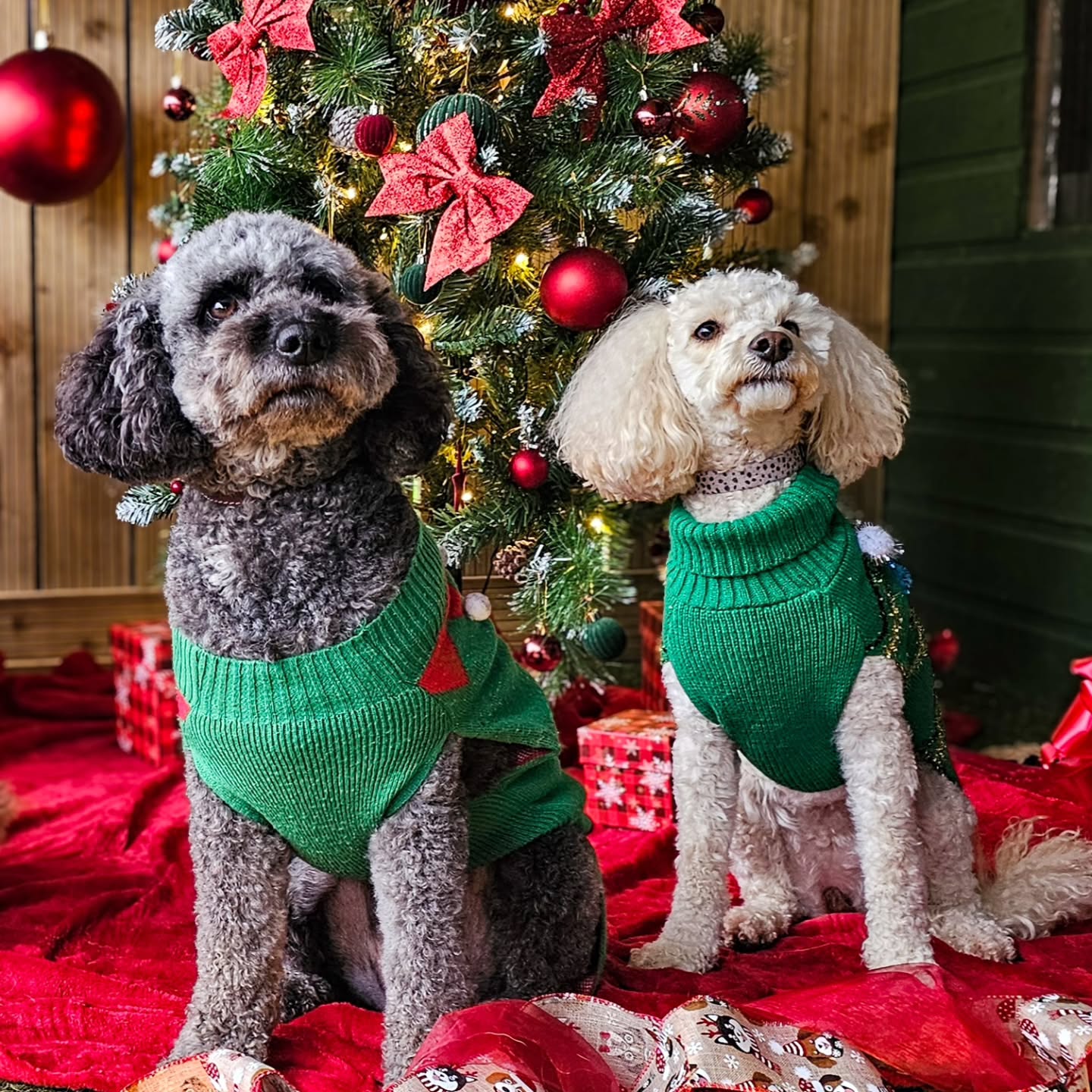 Thursdays Tree posing 🎄🤭🐾 don't we look smart
#christmastree🎄 #pawsomepups #doggydaycare