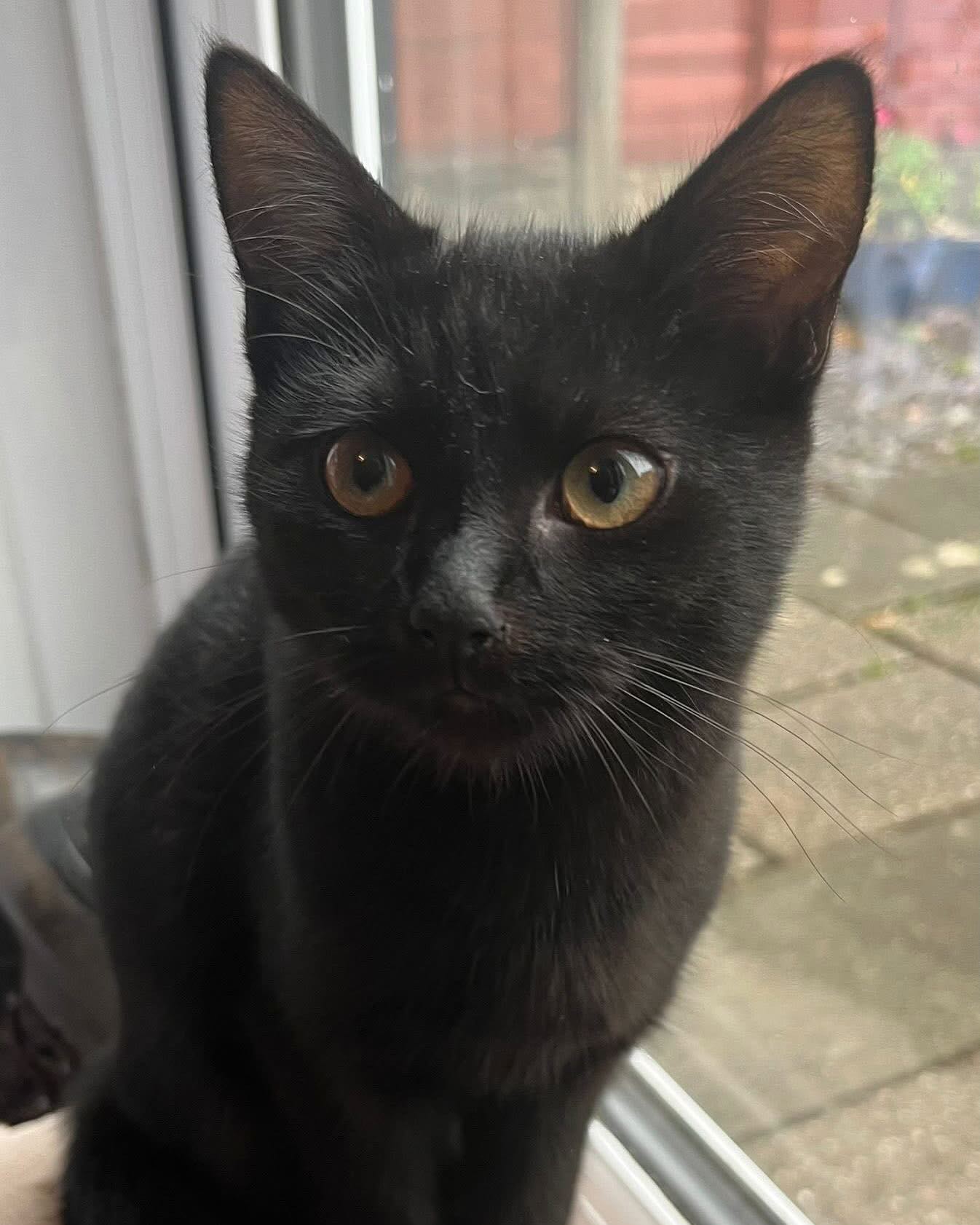 Sister duo ready for adoption!
Fern 🌿is a friendly & playful girl who is full of mischief. She loves to come up for attention and head rubs. 🖤
Poppy 🌹 loves a fuss, a lap to curl up on & is super friendly!
Both are 16 weeks old & can be a little shy with new people due to their start in life but once they’ve warmed up to you, they both really are sweethearts 🥹
Check out our website to apply to adopt and for more into 💻
#catrescue #catsofinstagram #kitten #rescuecatsofinstagram #rescuekittensofinstagram #adoptdontshop❤️ #adopt #leftpawcatrescue #kittenoftheday
