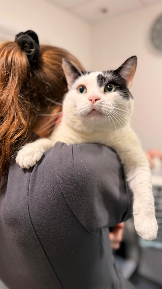 Another behind the scenes at The Woodbridge Vets, where compassionate, veterinary care and a genuine love for animals are at the heart of everything we do 🐾
#thewoodbridgevets #independentpractice #veterinarypractice #veterinarymedicine #veterinarycare