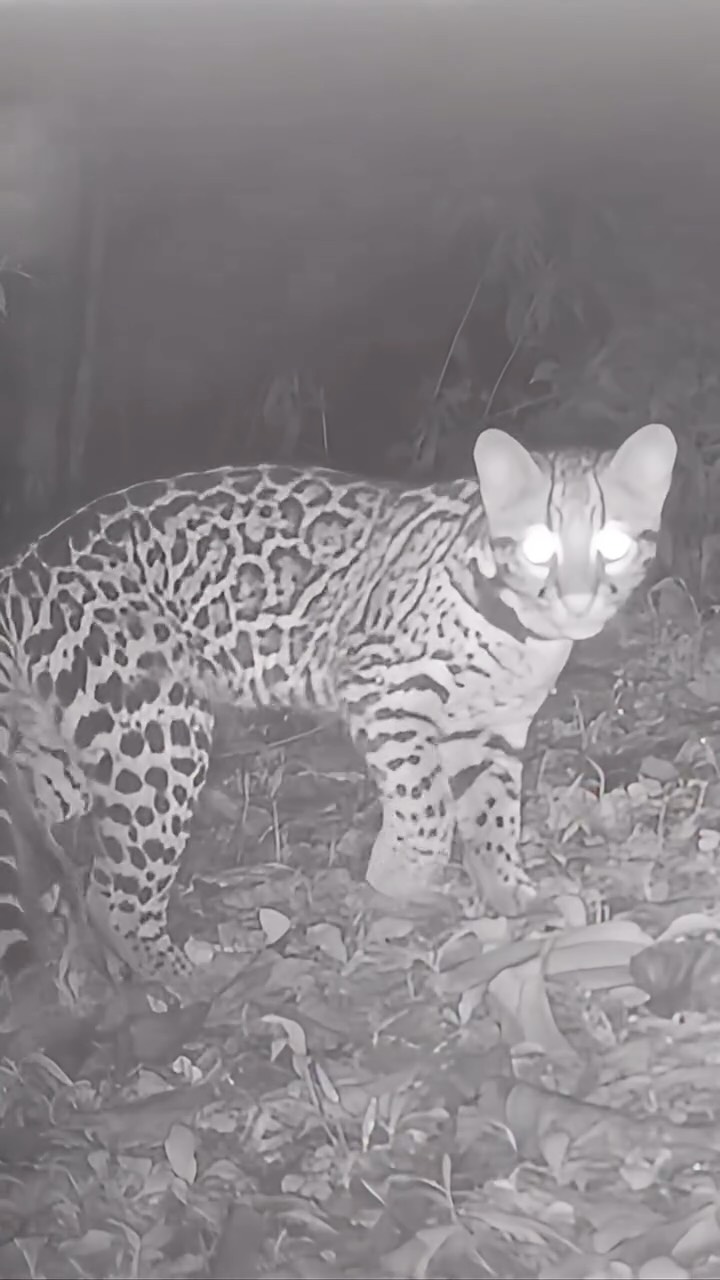 🐆 MEET ROSIE 🐆
A young female ocelot captured here with her mother, Ozzie, at Cloudbridge Nature Reserve 🐆🌿
Ozzie has successfully raised multiple litters over the years, and we’re excited to share her most recent kitten. With an ocelot gestation period of around 79–85 days, each new arrival is a powerful sign of resilience in these mist-covered Talamanca forests.
Want to be part of the story?
Join our research and volunteering program with Cloudbridge Nature Reserve to help monitor wild cats like Rosie and contribute to real, on-the-ground conservation science in Costa Rica.
📩 Contact us directly to apply or learn more.