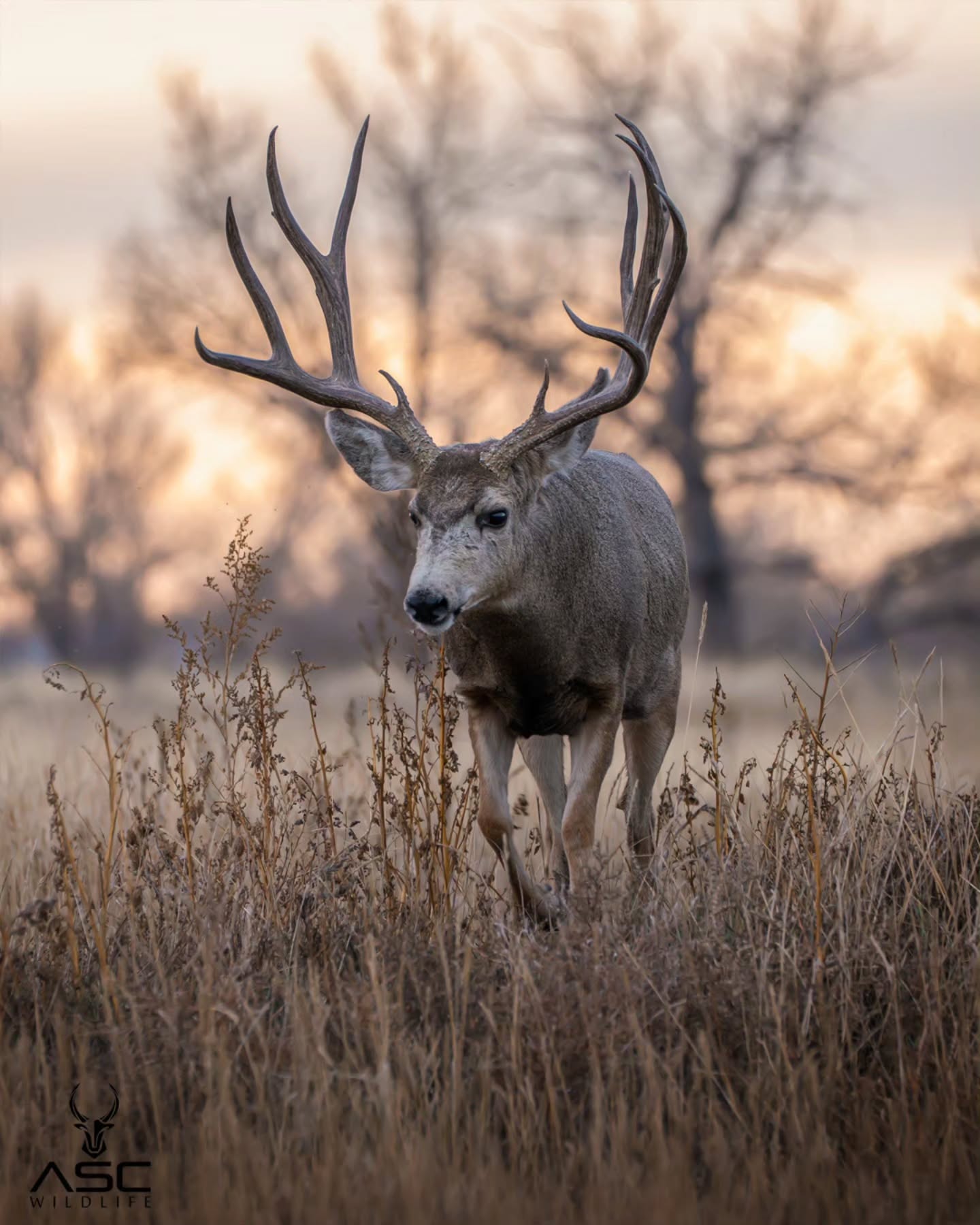 Mule deer buck walking slow towards a few does at sunrise. He was on a mission.. And even though he was walking slow it was still hard to keep up with him. This image was a few moments after the sunrise image I posted a few days ago.
Hope you enjoy 🙏
Photography by @ascwildlife
.
.
.
#wildlifephotography #muledeer #buck #wilddeer #wildlife #colorado