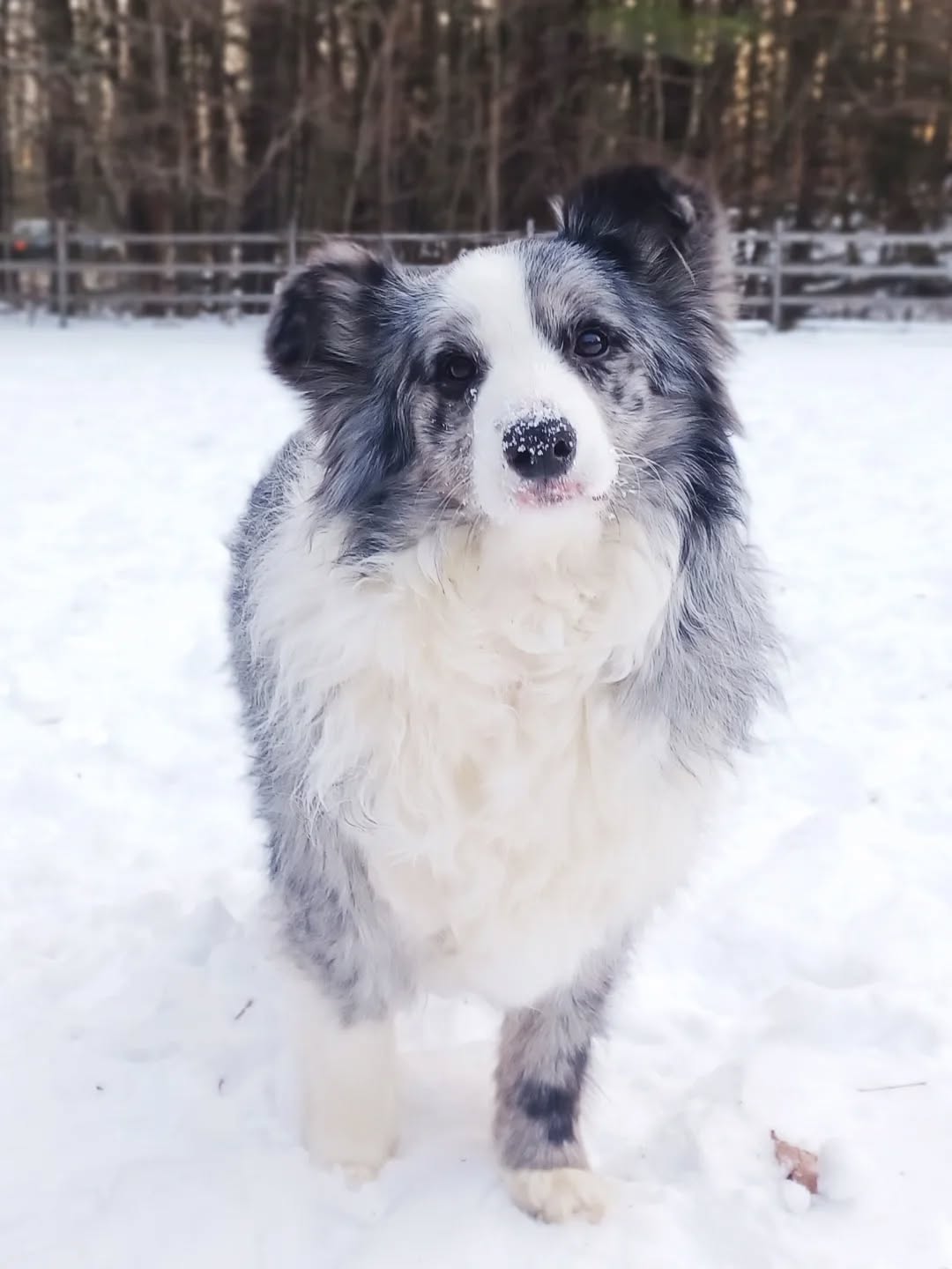 Before all this rain, we got some doggy beauty shots - except for poor Mimzy, she's still camera shy 🫣
#dogs #dogsofinstagram #petportraits #winter #maine