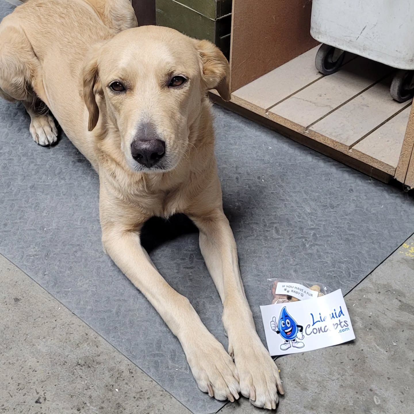 Renegade loves when suppliers send her treatos! Thanks @liquid_concepts