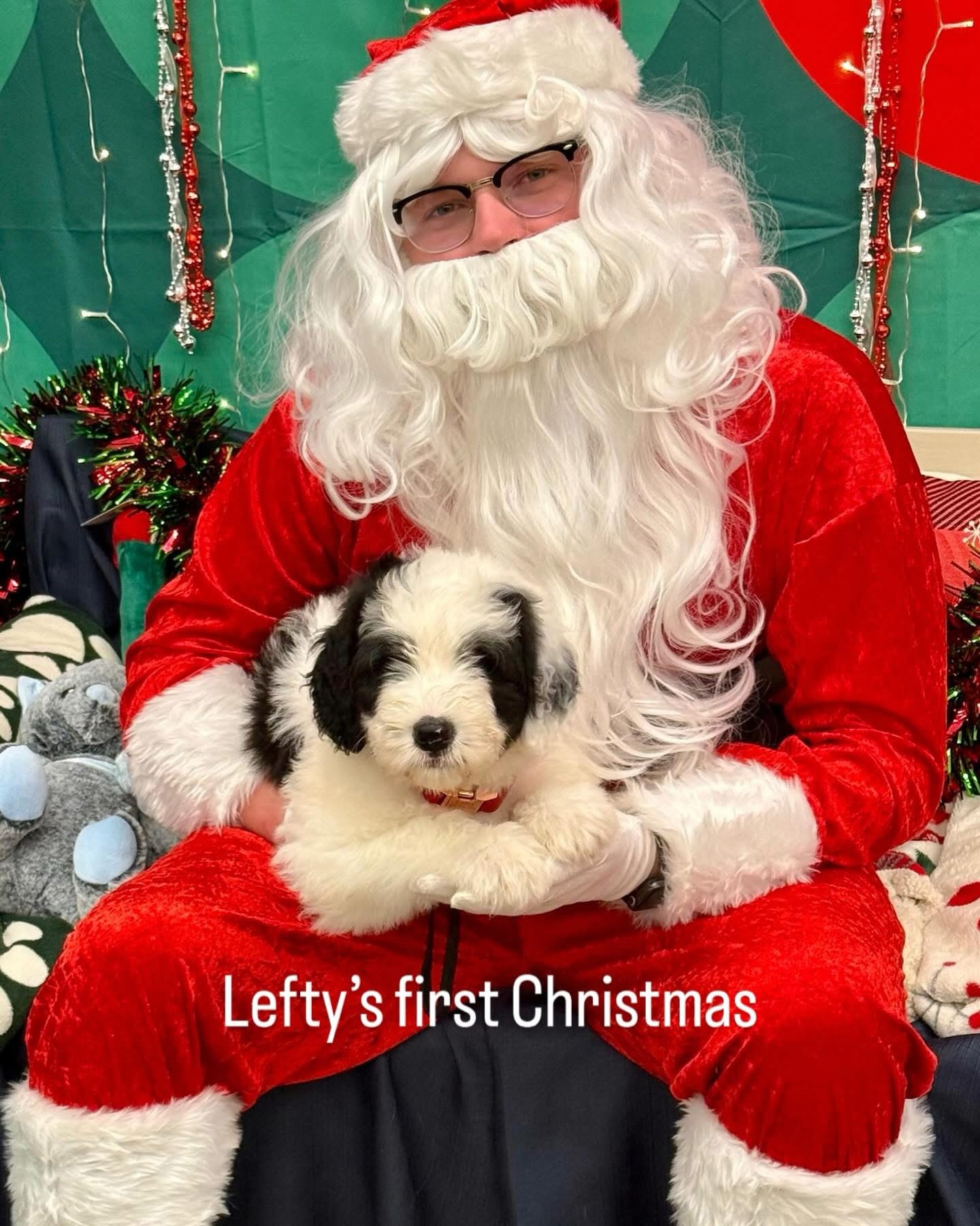 Lefty’s first visit with Santa 🐶🎅
This sweet boy is almost 10 weeks old and already so incredibly loved. His amazing new family scheduled a Santa visit just for him, and when they sent me this photo my heart melted. This is why we do what we do.
To all of our Texas Howdy Doodles families… THANK YOU for trusting us to be your breeder. We know there are many breeders out there, and the fact that you chose us is something we never take lightly. It is truly an honor to be part of your puppy’s story.
Seeing our puppies grow up surrounded by love, intention, and family is the greatest gift. From the very beginning, our goal is to raise well-socialized, family-raised doodle puppies who are confident, healthy, and deeply loved and photos like this remind us how blessed we are.
Thank you for staying connected, sharing updates, and loving these pups so well. We truly have the best puppy families. 🤍
🐾
#TexasHowdyDoodles #sheepadoodlePuppy #DoodlePuppy #EthicalBreeder #FamilyRaisedPuppies