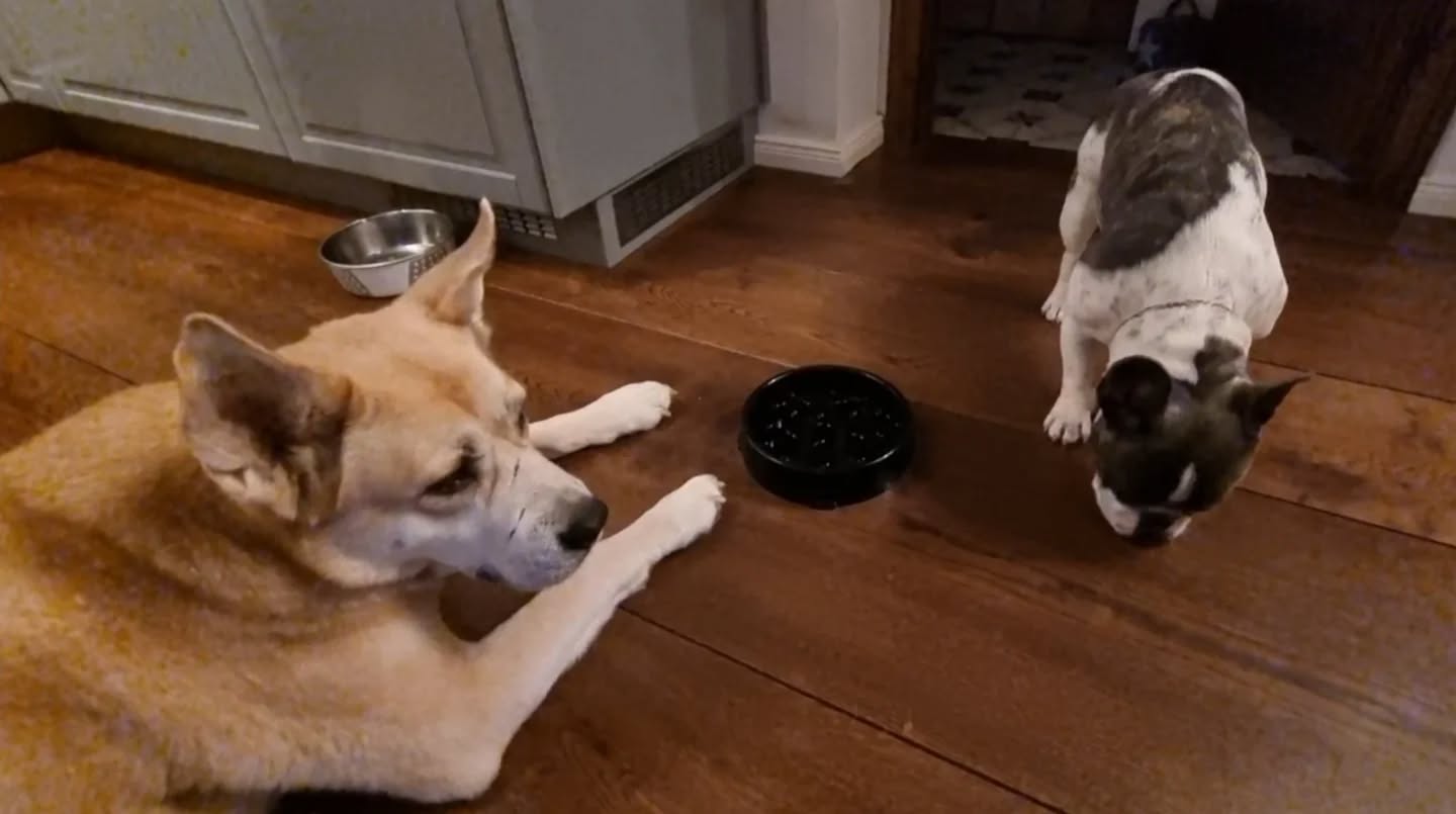 ... wenn der Napf nur ein Vorwand! ist um wichtige Dinge zu besprechen, kleiner Ausschnitt hier... 🤓🐾💛
Der Jungund schiebt immer wieder den leeren Napf in Lucys Richtung und dann beginnt ein spannendes und sooo wichtiges Gespräch in aller Ruhe, Geduld und Kompetenz!
Schaut die Sequenzen in Ruhe an, auch und besonders, wenn man denkt, dass der Pausenknopf aus verstehen gedrückt wurde... nein! es bewegt sich tatsächlich keine der beiden und das ist so wichtig! für dieses ruhige "Gespräch" und die Kleine lernt so eine wichtige Lektion! Das ist eine der Grundlagen, warum sie später mit den "Großen" wirklich und echt spielen kann.
Hier können sich Menschen viel abschauen! 🤓🐾
Auch wenn Mensch gerade "nichts" sieht, sind die beiden in einem andauernden Dialog. (mehr im Training)
Hundetraining anders als Sitz/Platz/Deckel drauf 😉
Kommunikation lernen ist so wichtig wenn man zusammenlebt, unter Menschen und Hunden!
#mithundensprechen #hundetraining #coaching