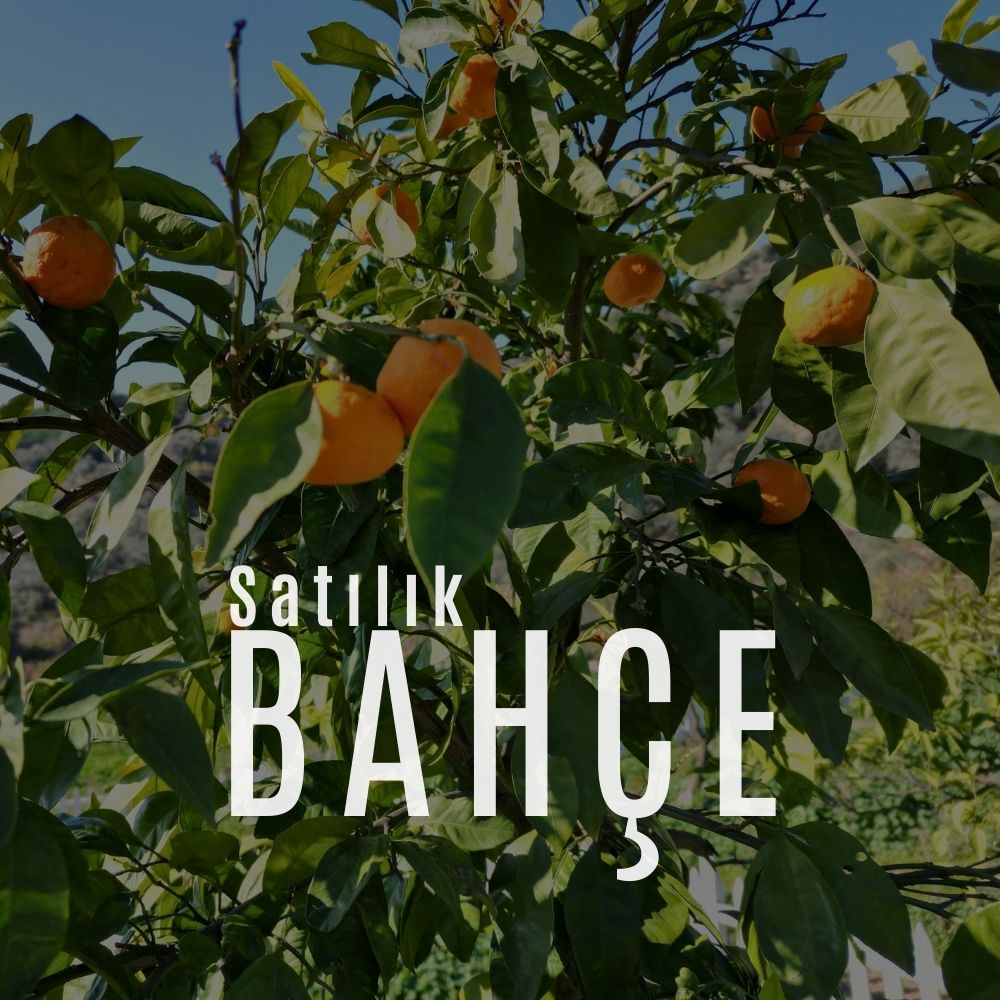 #Gümüldür de TAPUDAN SATIŞ Deniz Manzaralı, Yol Üzeri, Mandalina Bahçesi – Kaçırılmayacak Fırsat
200 m² Parseller
+130 m² Hediye
Toplam Kullanım Alanı 330 m²
Yetişkin Mandalina Ağaçları
Deniz Manzaralı
Yol üstü
Kilit parke taşlı
Taş duvar
Beyaz tahta çit ile çevrili
Toplu Ulaşıma Yürüme Mesafesinde
Elektrik mevcut
Su mevcut
Su deposu var(kesinti riski yok)
#STA #gayrimenkul #satılıkbahçe #satılıkhobibahçesi #gümüldürsatılık #izmirsatılık