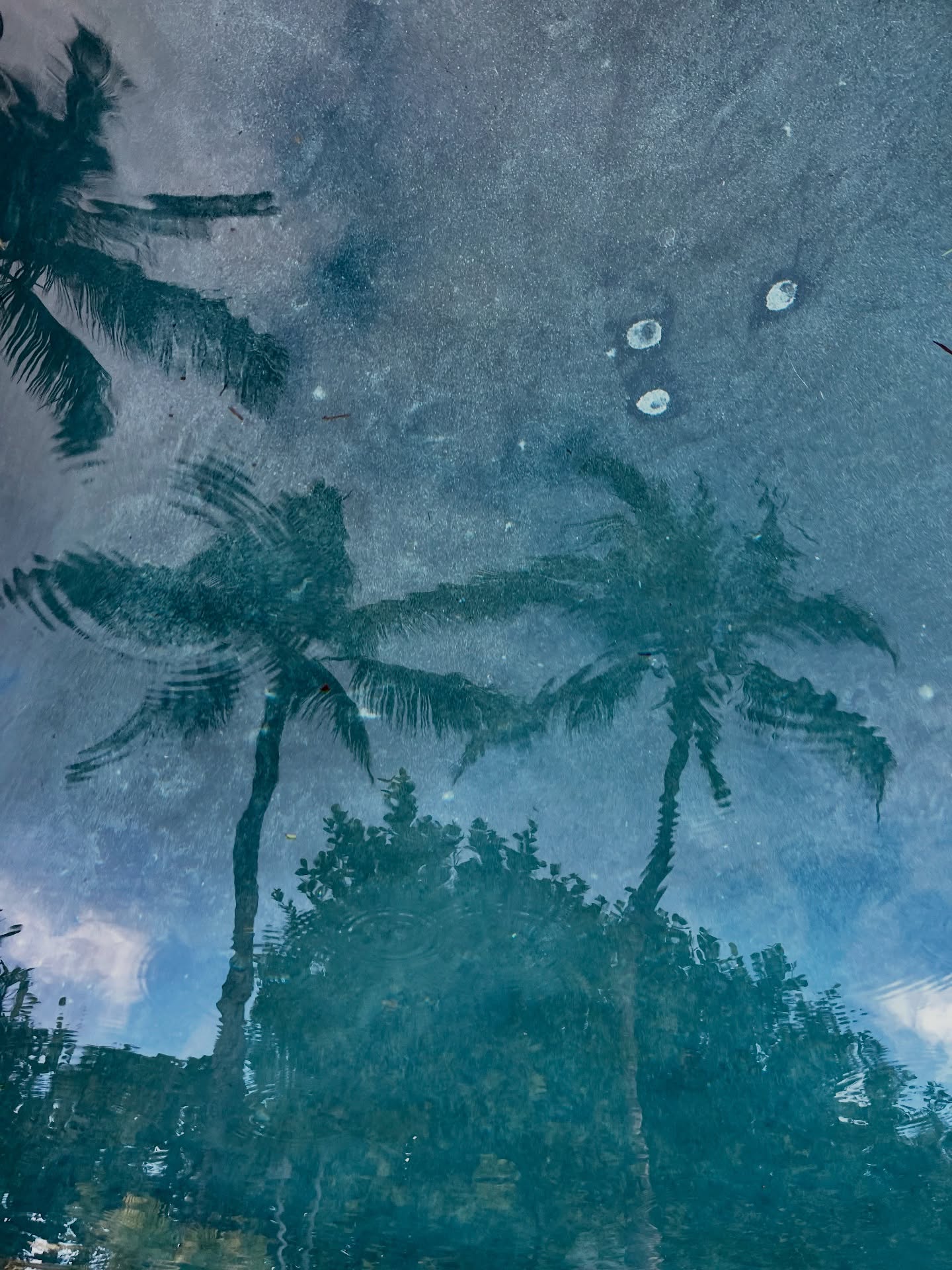 Mele Kalikimaka from the sunny shores of paradise! Wishing you all the joy, aloha, and festive vibes this holiday season. đşđ Mahalo for being part of our ohana!