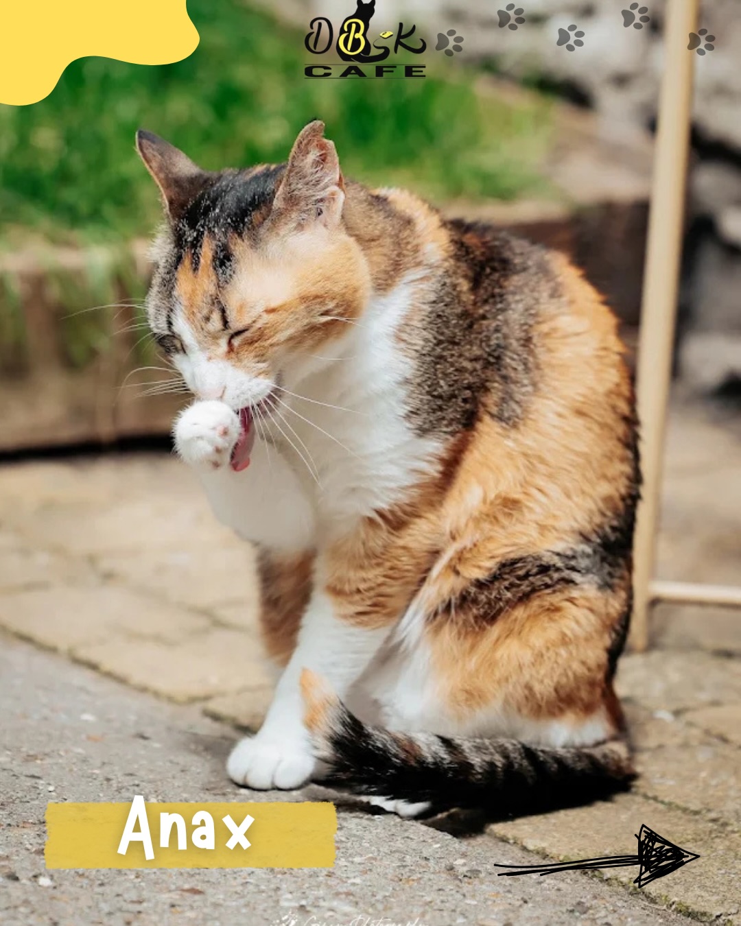 Mijn naam is Anax. Ik ben die kat die altijd doet alsof ik alles onder controle heb — en meestal heb ik dat ook. Ik beweeg door het café met een rustige, zelfverzekerde blik, alsof ik de natuurlijke leider van de groep ben.
Ik hou van aandacht. Heel veel aandacht. Als je langsloopt, zal ik je waarschijnlijk aankijken op een manier die zegt: “En? Waar blijft mijn aaibeurt?” En als ik die niet krijg… tja, dan zoek ik die zelf wel op.
Soms word ik nieuwsgierig naar wat er buiten gebeurt. Dan sta ik ineens strategisch bij de deur, alsof ik een geheime missie heb. Maar geen zorgen, het is puur nieuwsgierigheid.
Ik geniet ervan om alles en iedereen in de gaten te houden: wie er binnenkomt, wie er zit, wie mijn plek probeert te pakken. Toch ben ik zacht van aard. Ik zoek contact, ik houd ervan om erbij te zijn, en ik vind het heerlijk om mensen om me heen te hebben.
Zelfverzekerd, nieuwsgierig, een tikkeltje ondeugend, dat ben ik.
Ik ben Anax.