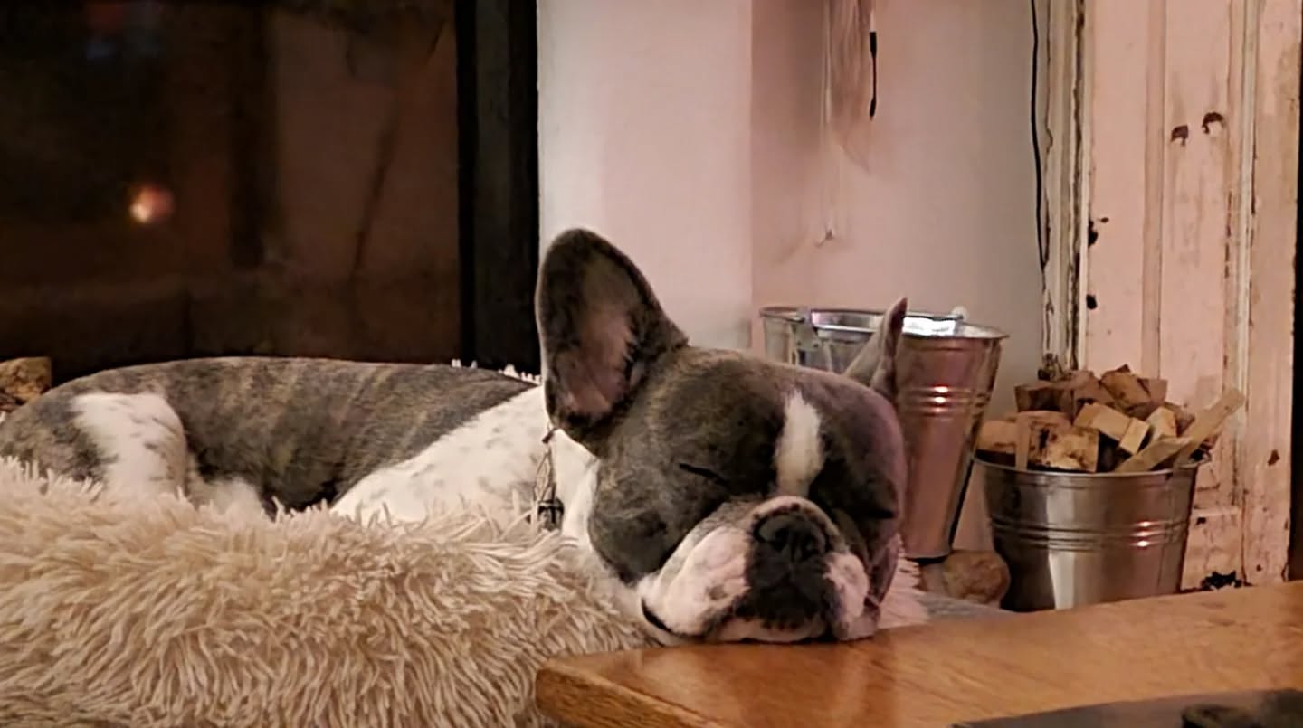 Einblicke.. ja auch die Kleinen lernen. Kleine Hunde sind.... Hunde!
(auch wenn sie eine andere Gewichtsklasse haben und man sie unter den Arm klemmen kann... 🤓🐾☺️ sie sind eben Hunde und machen was Hunde machen und sprechen wie Hunde sprechen und... wollen/müssen sprechen lernen/dürfen wie Hunde eben sprechen und das Wichtigste: Mensch muss zuhören und lernen zu verstehen!
Besonders!! weil sie so klein sind brauchen sie oft besonderes Verstehen ihrer "Perspektive"!
#mithundensprechen #mithundenleben #hundetraining #hundeverstehen #dogslife