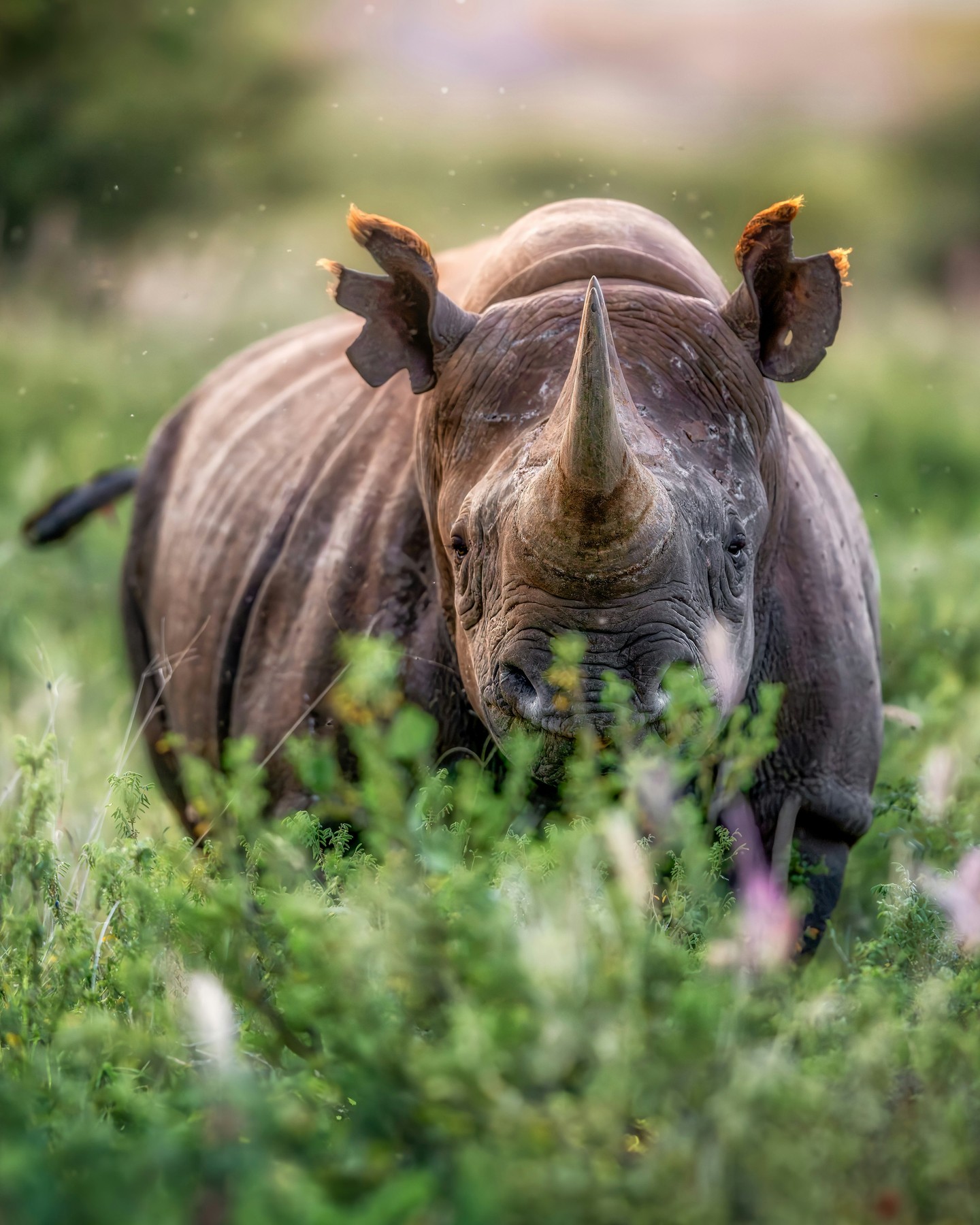 🦏 Looking for a special end-of-year gift that goes beyond the holidays? 🦏
At Loisaba Conservancy, black rhinos are thriving. 21 eastern black rhinos were translocated here in early 2024 to ease pressure on older sanctuaries across Kenya. The birth of five calves this year is a clear signal that the rhinos are adapting well to the landscape and beginning to establish a future here.
That progress doesn’t happen on its own. Rhinos at Loisaba are protected around the clock through ranger patrols, aerial monitoring, veterinary care, and tracking technology, delivered in close partnership with Kenya Wildlife Service and neighbouring communities. Keeping those systems in place costs approximately USD 30,000 per rhino each year.
An end-of-year donation — or adopting a rhino — is a meaningful way to support this work and help secure the next generation of black rhinos at Loisaba.
Donate or adopt a rhino via the link in our bio. 🔗
Photo © Backdrop Productions