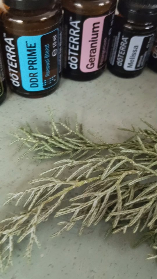 Wenn die Zeit still wird,
beginnt die wahre FÜLLE 💫
Die Rauhnächte haben noch nicht begonnen.
Und doch beginnt etwas bereits jetzt.
Ich bereite mich vor.
Ich stimme mich ein.
Auf eine Zeit zwischen den Zeiten.
Klänge und ätherische Öle
öffnen mir den Raum nach innen.
Sie helfen mir, langsamer zu werden,
feiner zu hören,
klarer zu fühlen.
Nicht, um etwas zu tun.
Sondern um bereit zu sein.
Bereit für die 12 heiligen Nächte.
Bereit, dem zu begegnen,
was wirklich wesentlich ist.
FÜLLE entsteht nicht plötzlich.
Sie wächst im bewussten Davor.
✨ Im Innehalten.
✨ Im Lauschen.
✨ Im Einstimmen.
Wenn du dich auch sanft
auf die Rauhnächte einstimmen möchtest,
speichere dir dieses Reel
oder schreibe FÜLLE in die Kommentare.
Inspiration für die Ölauswahl:
Daniela ✨
@danielahuelsen
#zwischenräume #vision #schreiben #ritual #mitallensinnen