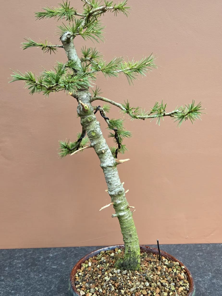 Cedar of Lebanon Before and after wiring. @southstaffsbonsai #bonsai #cedaroflebanon #garden