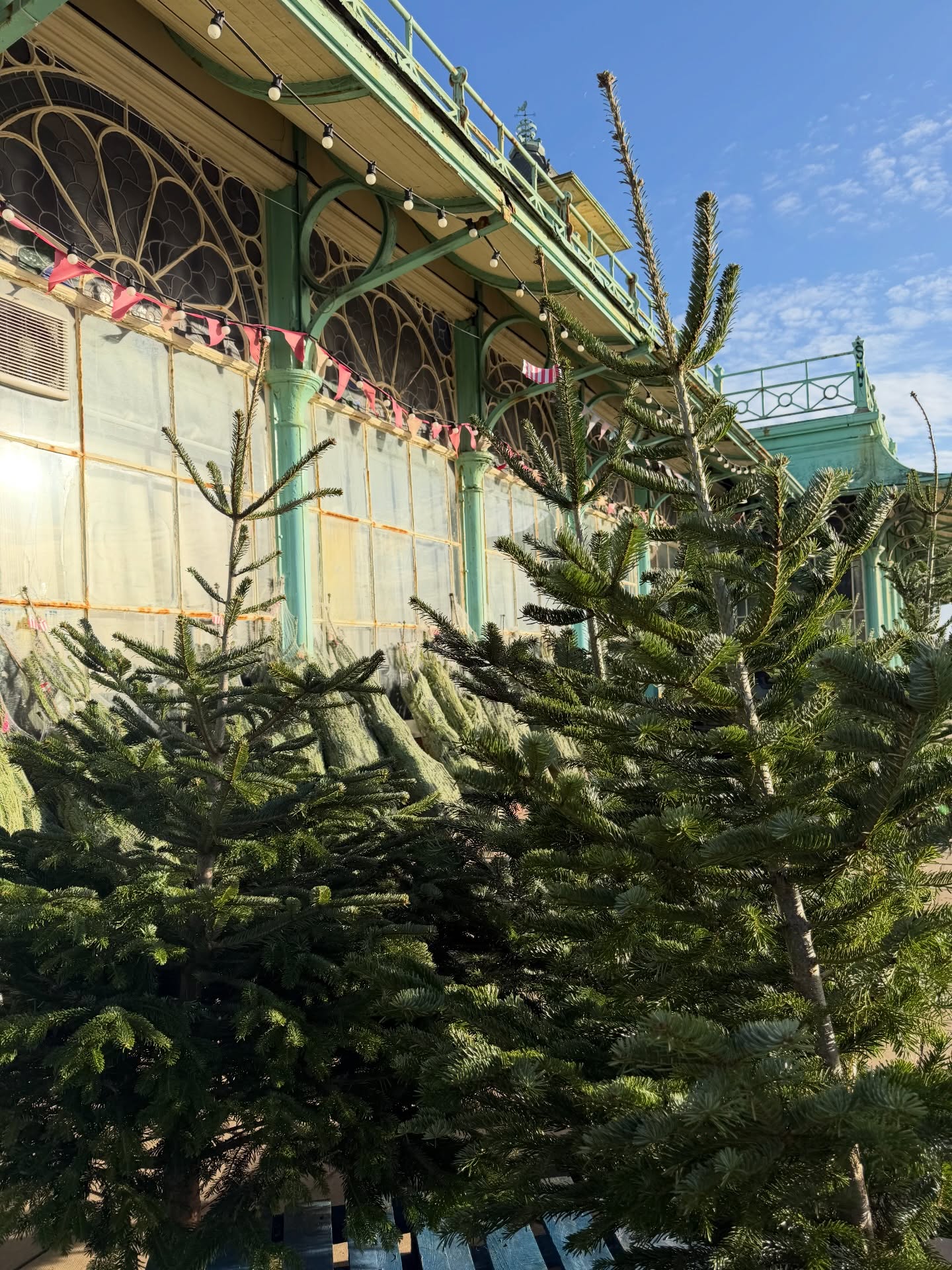 🎄🎄5 days to Christmas - we still have trees available! Come and see us at Concorde 2 🛷✨