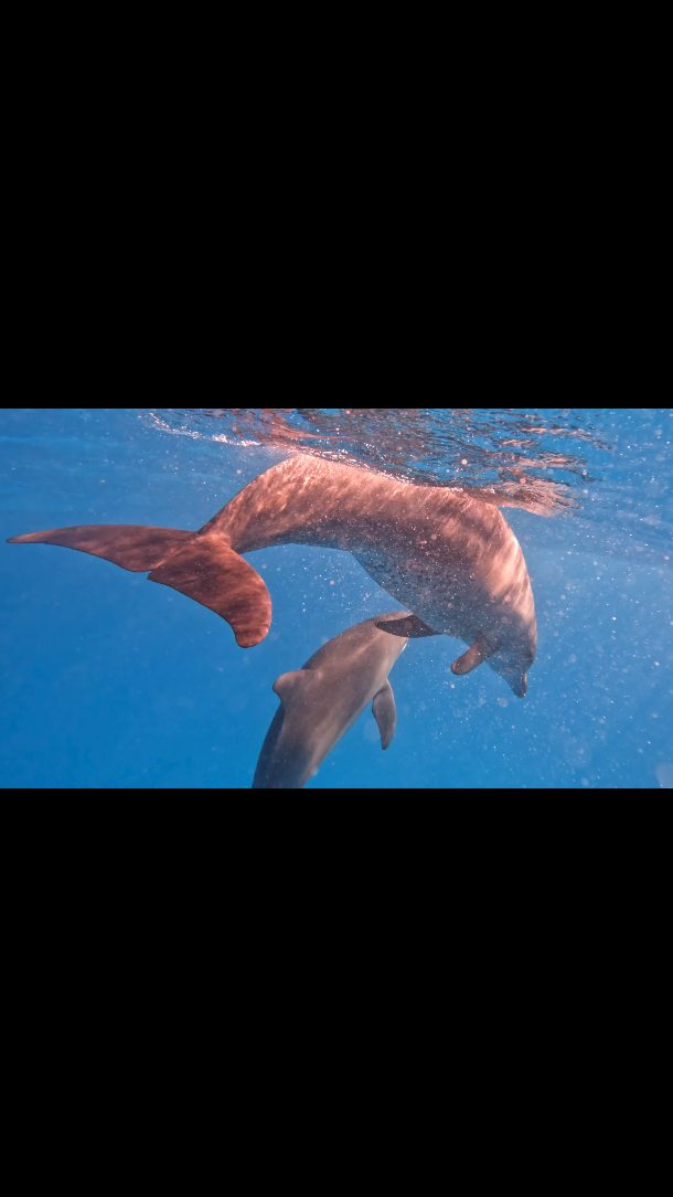Snorkelling at Mnemba Island
🐠🌊
Crystal-clear waters, colorful coral reefs and an unforgettable experience swimming with dolphins.
Book your ocean adventure with us today!
WhatsApp
+255 777 814472
Email
info@cheicheizanzibartour.com
Please visit our website
www.cheicheizanzibartour.com
🐬
🏝️
🌊
#dolphins #zanzibar🇹🇿 #zanzibarisland #tanzania #cheicheizanzibartour