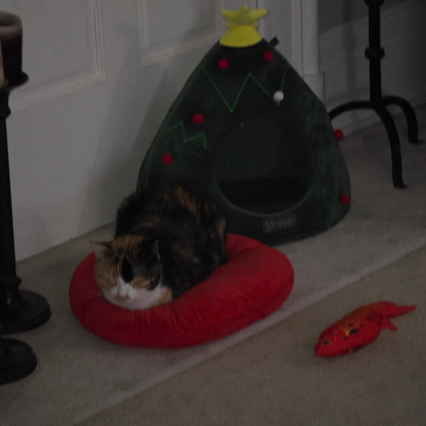 Shorty is resting under the tree, resting up for holiday shopping.