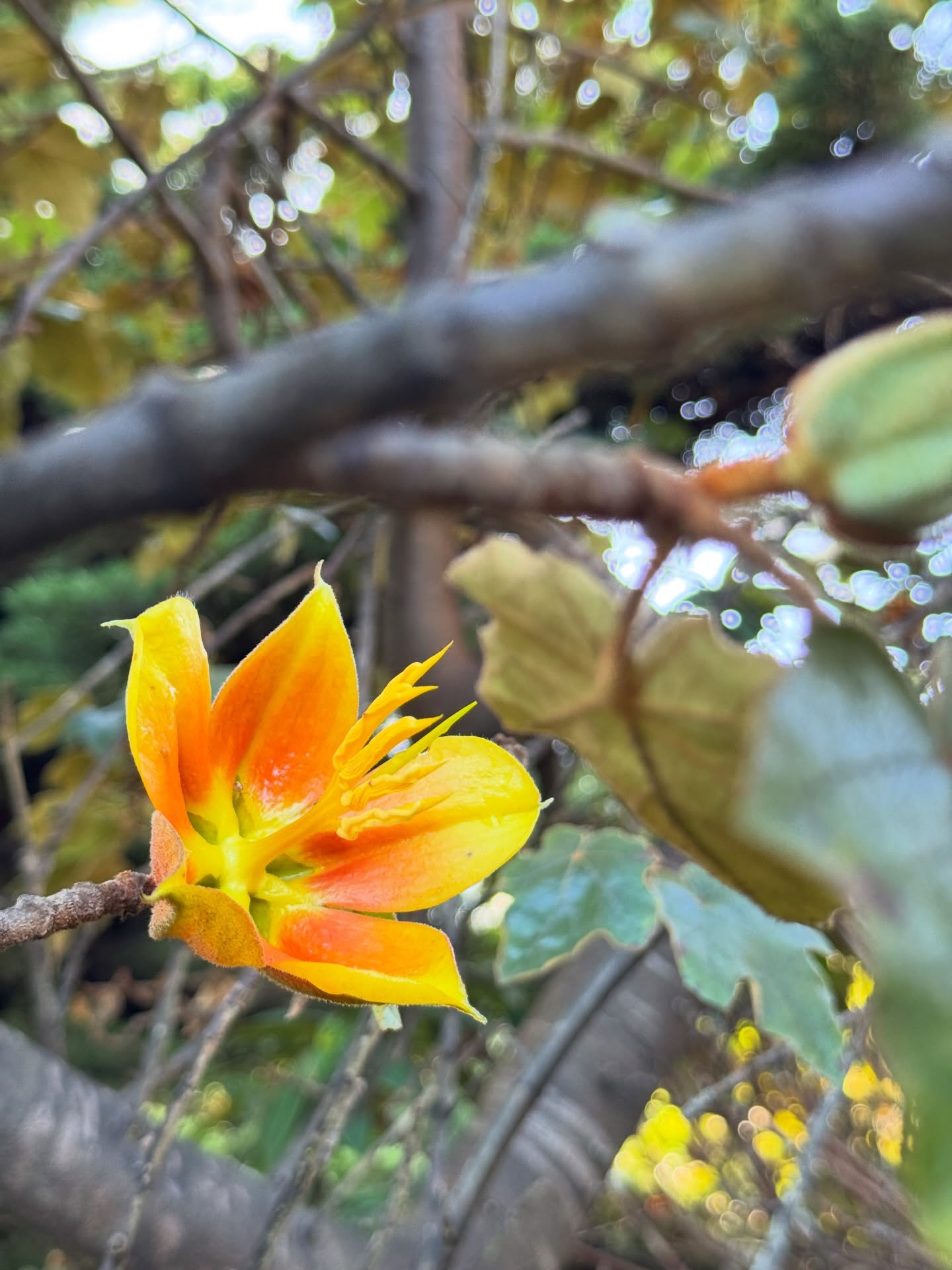 🍃🌧️ The Gardens will be closed on Wednesday, December 24 and on Thursday, December 25 in observance of Christmas.
We are deeply grateful for your continued support, kindness, and care for the Gardens throughout the year. Because of you, this special place continues to grow, rest, and renew itself season after season.
We look forward to welcoming you back soon to marvel at what nature brings this time of year, from quiet winter beauty to the first hints of what is yet to bloom. Until then, we wish you a peaceful holiday season filled with wonder, warmth, and a little fresh air wherever you find it. 🍂🌊