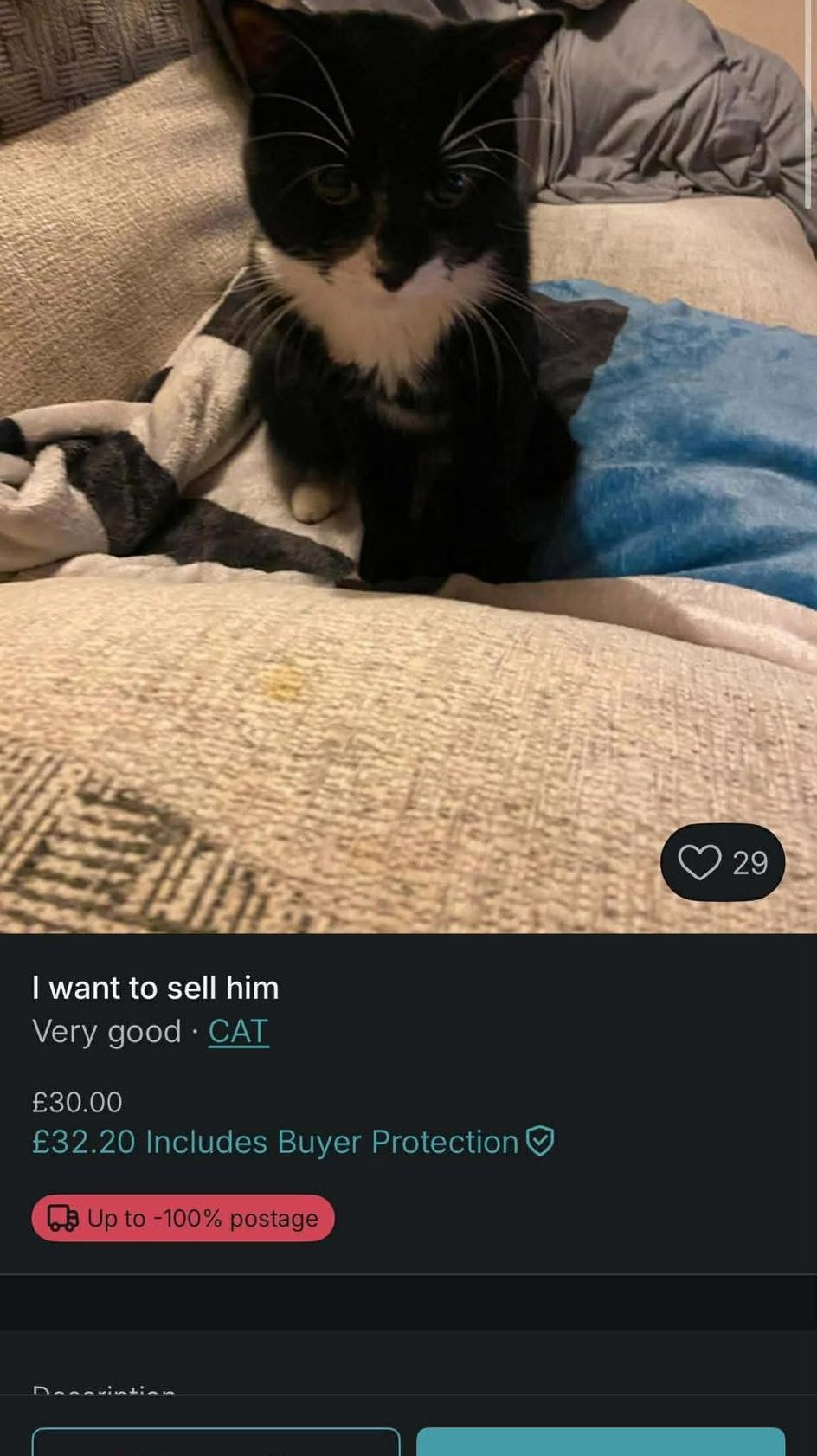 Rescuing a cat from Vinted!
Being a cat rescue, you never quite know what to expect,but finding a cat for sale on a clothing website was definitely not on the list.
With the help of some amazing people, we were able to step in and save him. Soon, his past will be just that a memory and he’ll begin a new life filled with love, safety, and warmth. ❤️🩹
For more information, please visit our website to learn how you can help us continue this work. 💻
#vintedcat #vinted #rescuecatsoftiktok #rescueanimals #cat #cattok #cattok #fyp #catrescue #adoptdontshop #leftpawcatrescue #catsoftiktok #kittensoftiktok #adoption #adopt #birmingham