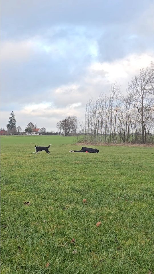It's called ✨Generalization✨ they say😉😂
I dared my student @pablo_pablicious to lie face down on the grass while Monty runs the big circle. And what teacher am I if I don't do it myself first?🥰
I dare more people to try it, it's very fun 🤣 even if you look a bit crazy doing it 😂👌 If you do, please tag me so I can see it 😂#faceplantbigcircle
#bordercollie #dogdancing #heelworktomusic #dogdancingfreestyle #dogtricks #freestyledog #dogtraining #DancingDog