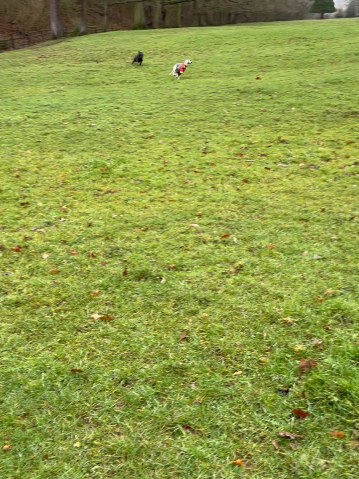 Babs x Oakley - who will be the fastest? 🐾