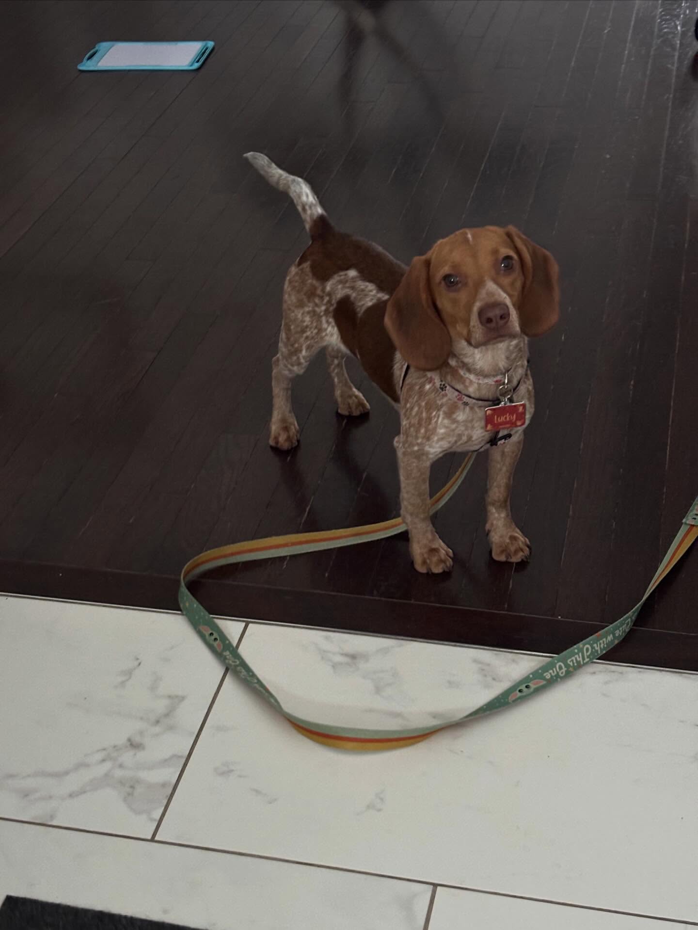 Lucky the coon hound beagle mix is staying with us for the holidays.
#dogsitting #coonhoundbeagle #lifeofadogtrainer #holidaypets #dogtrainerrichmondhill